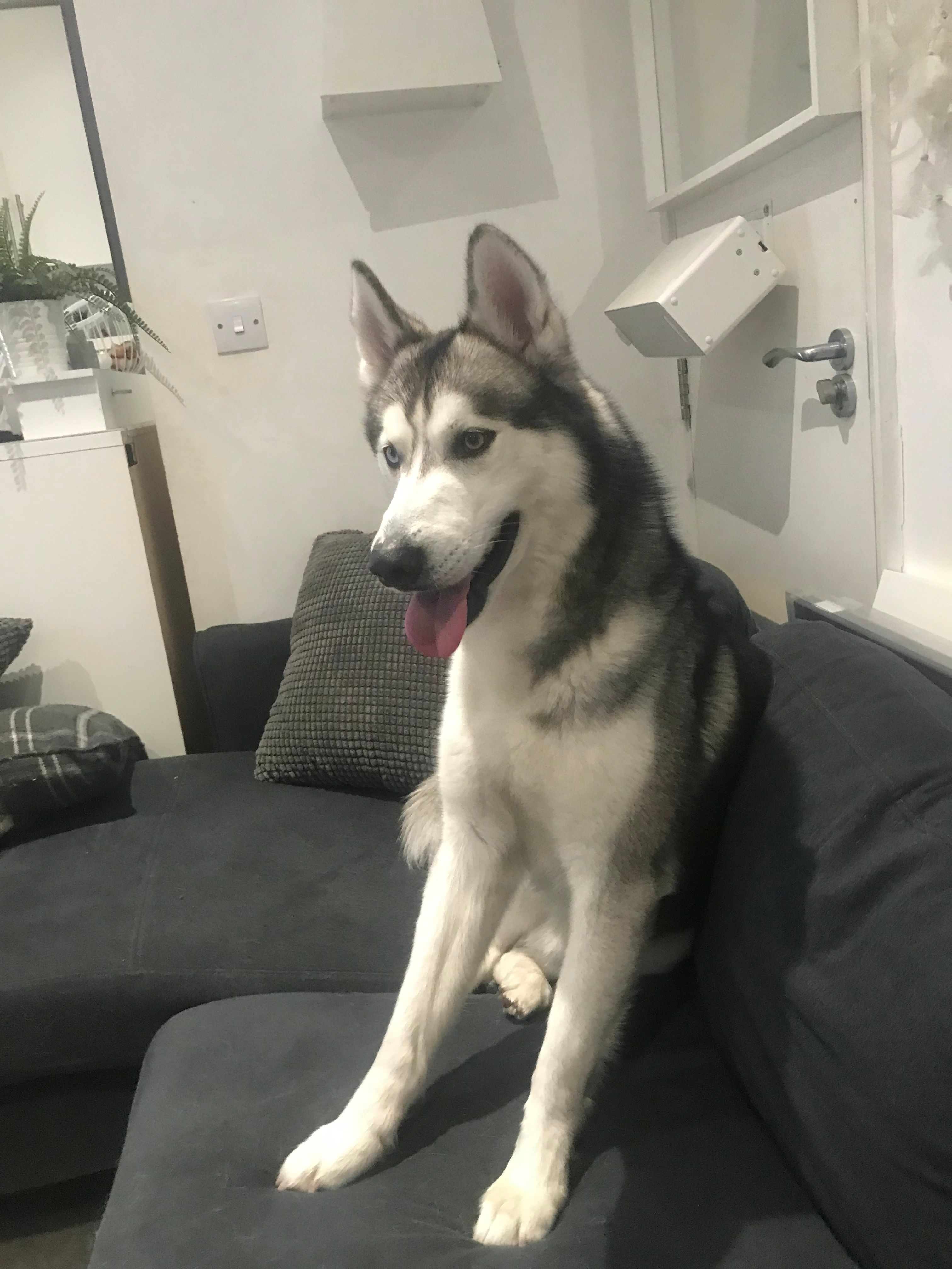 Bluey  - Scotland Green Road North, London Borough of Enfield