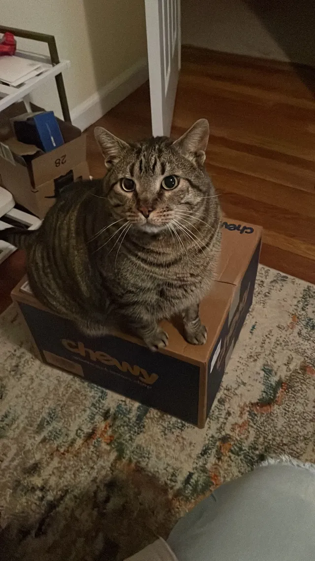 Max  - 150 Charles St, Meriden