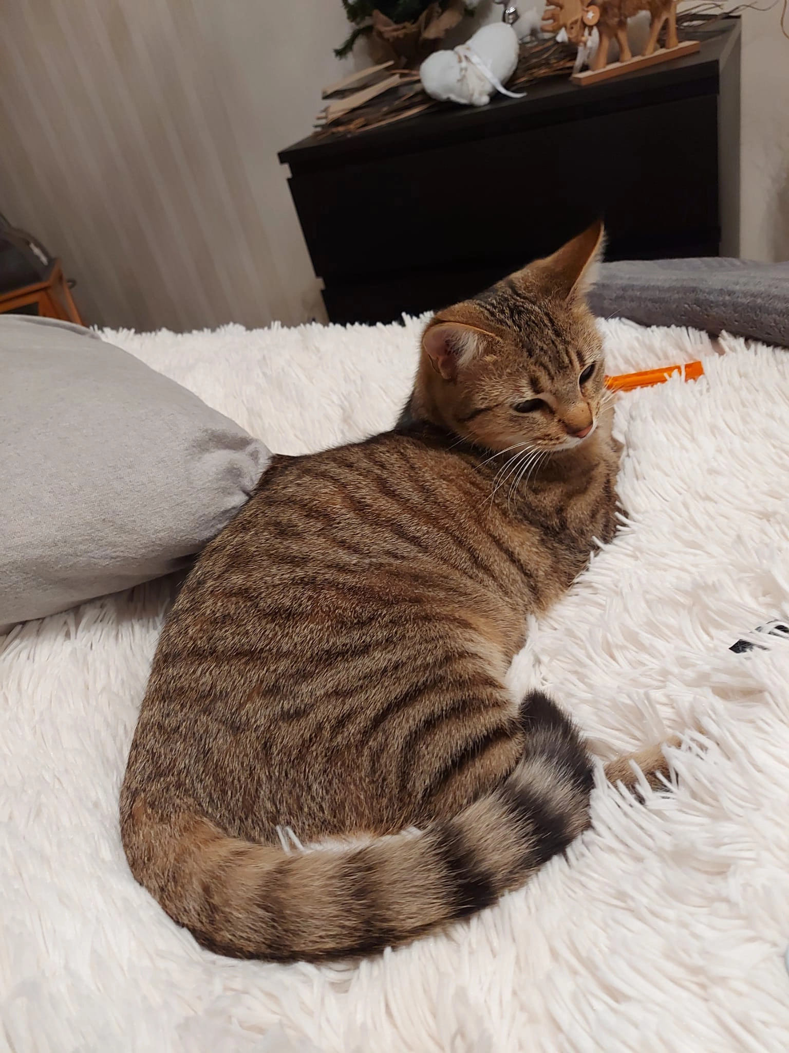 Dilly - Rosenstraße, Korbach