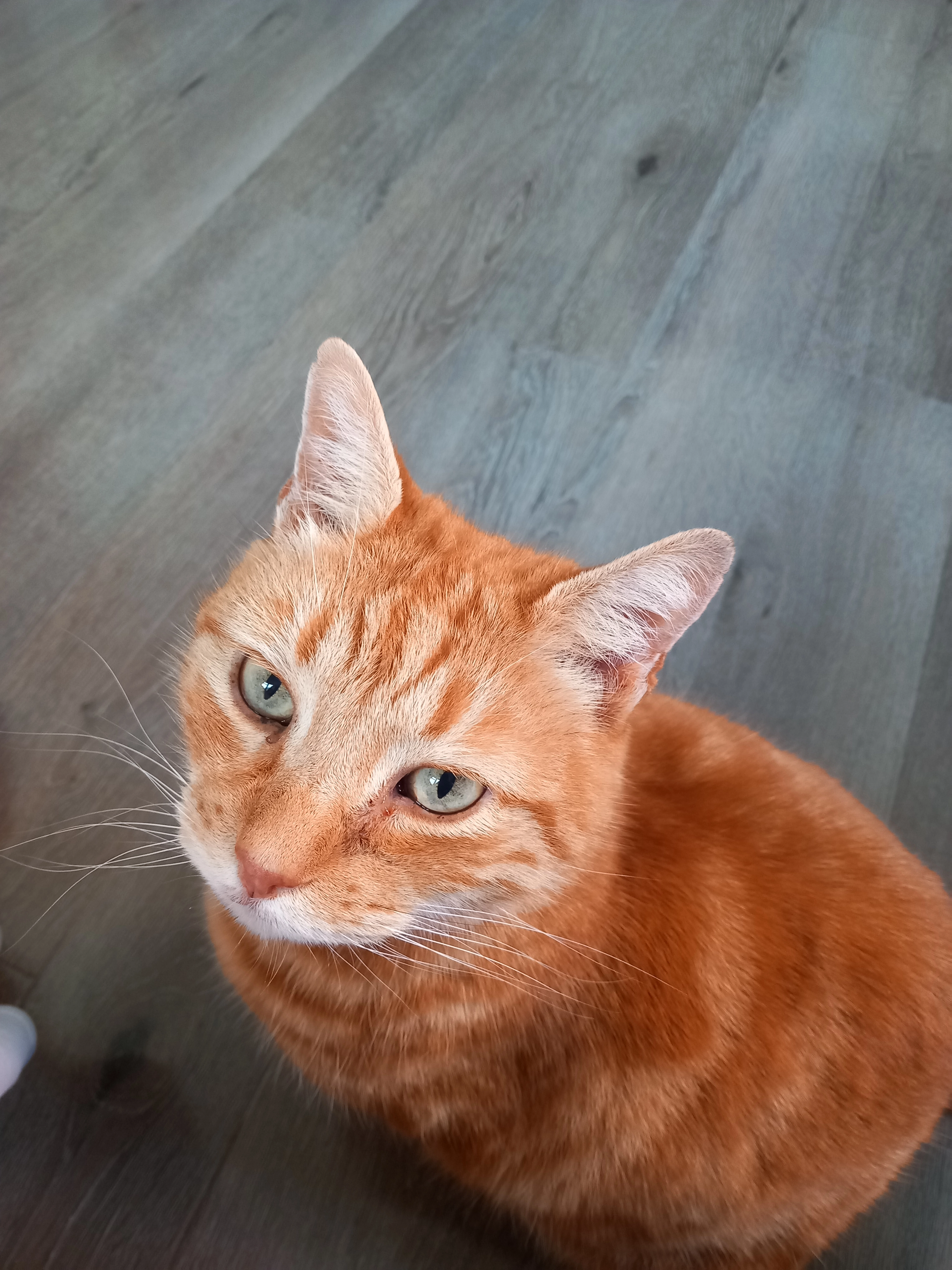 Kit kat - Weaverdale, Southend-on-Sea