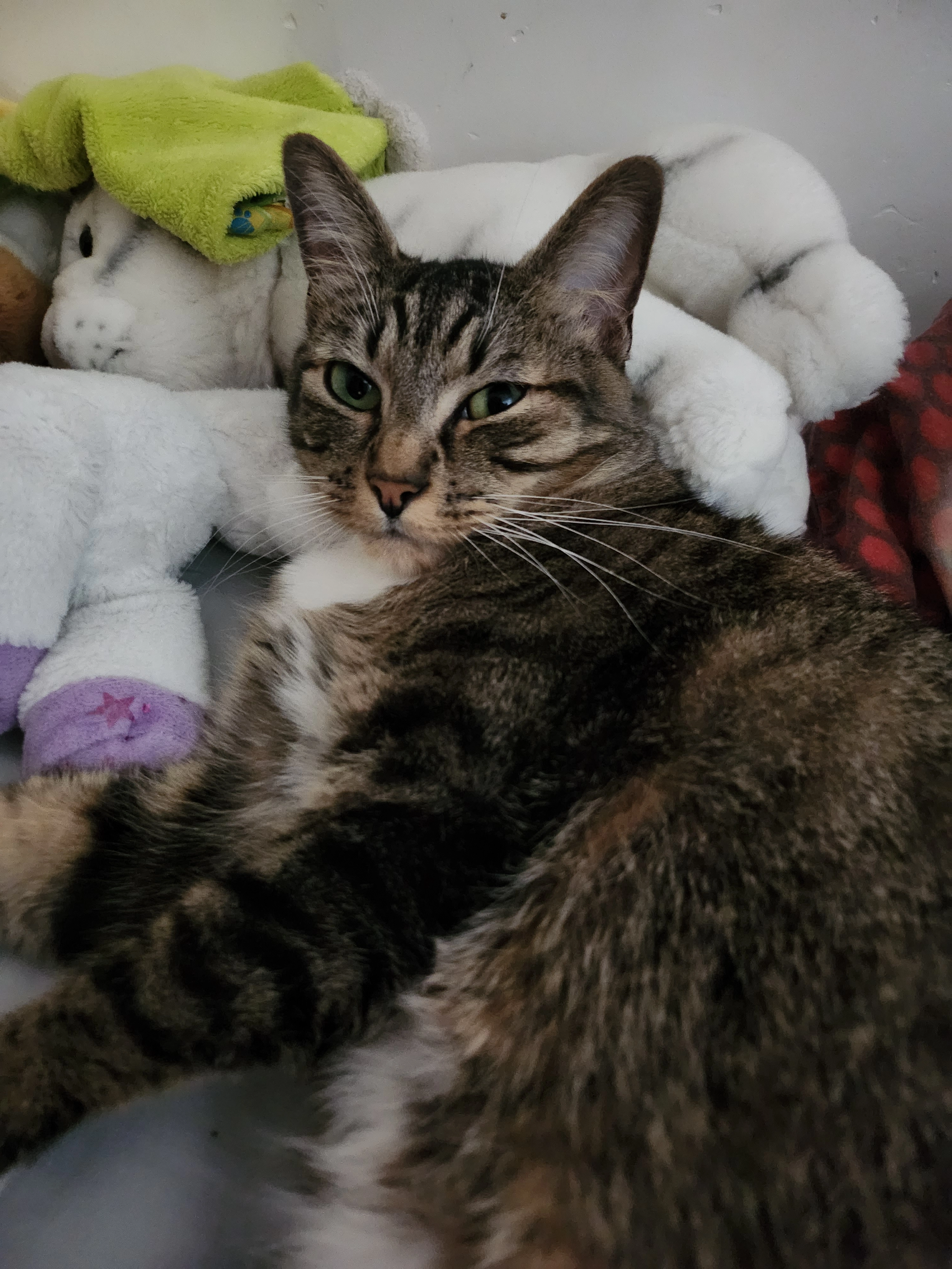 Goku - 10 Rue de Vallet, La Boissière-du-Doré