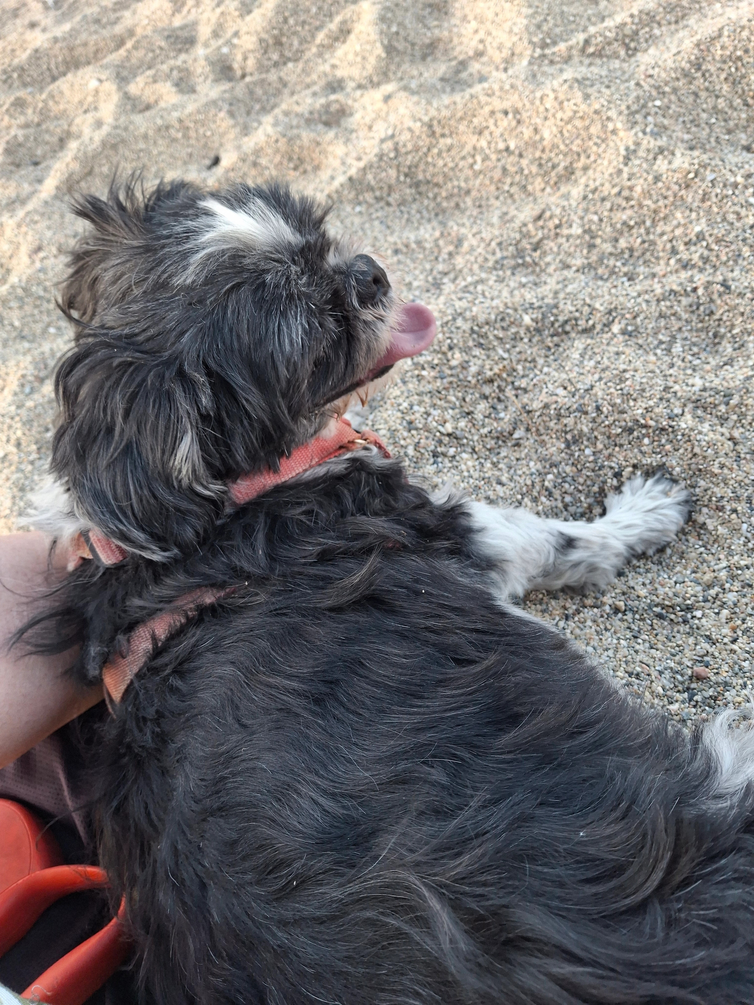 Hindy - 41 Avenue des Saules, Revel