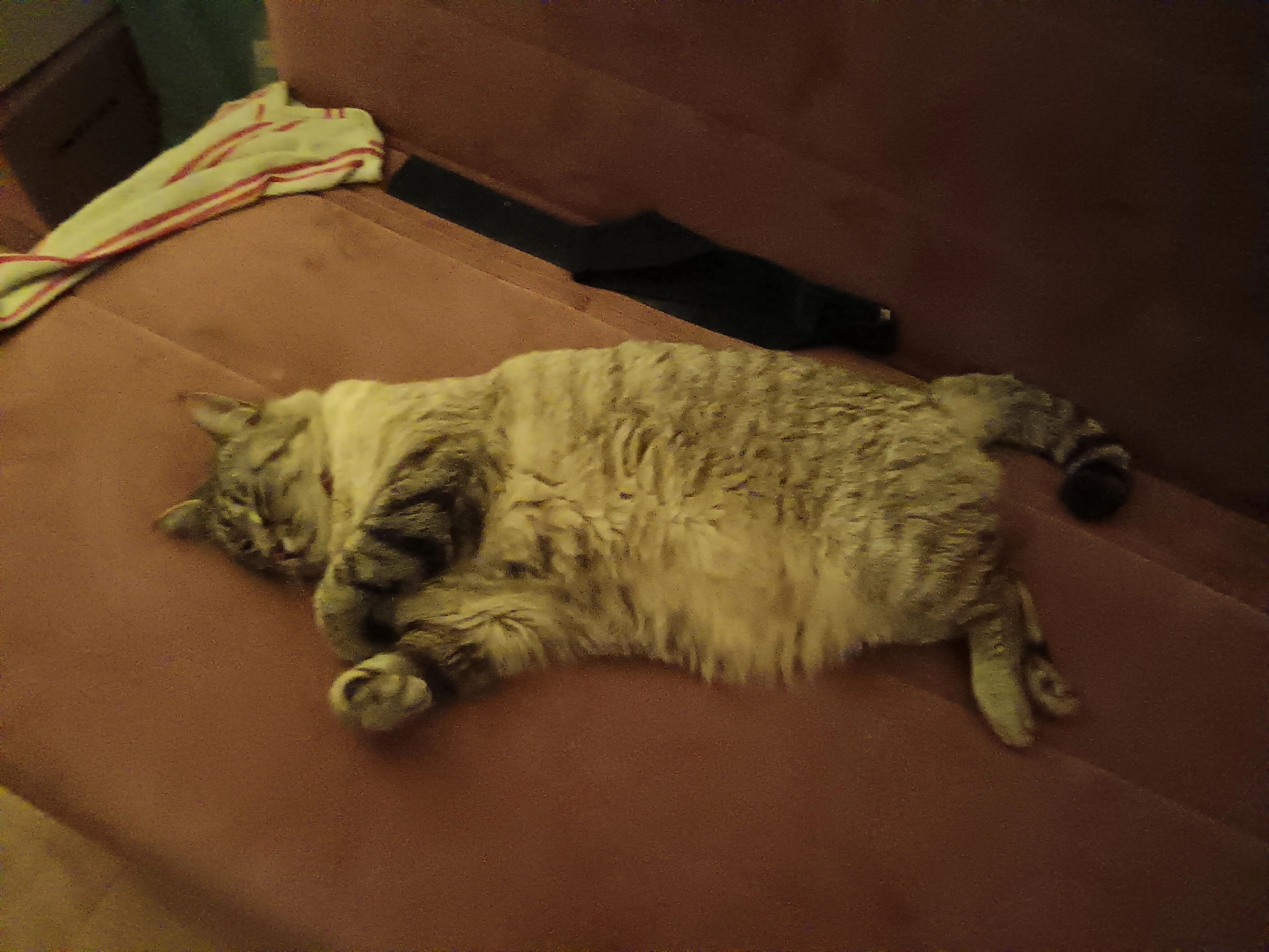 Bacchus - Rue de la Micauderie, Saint-Brieuc