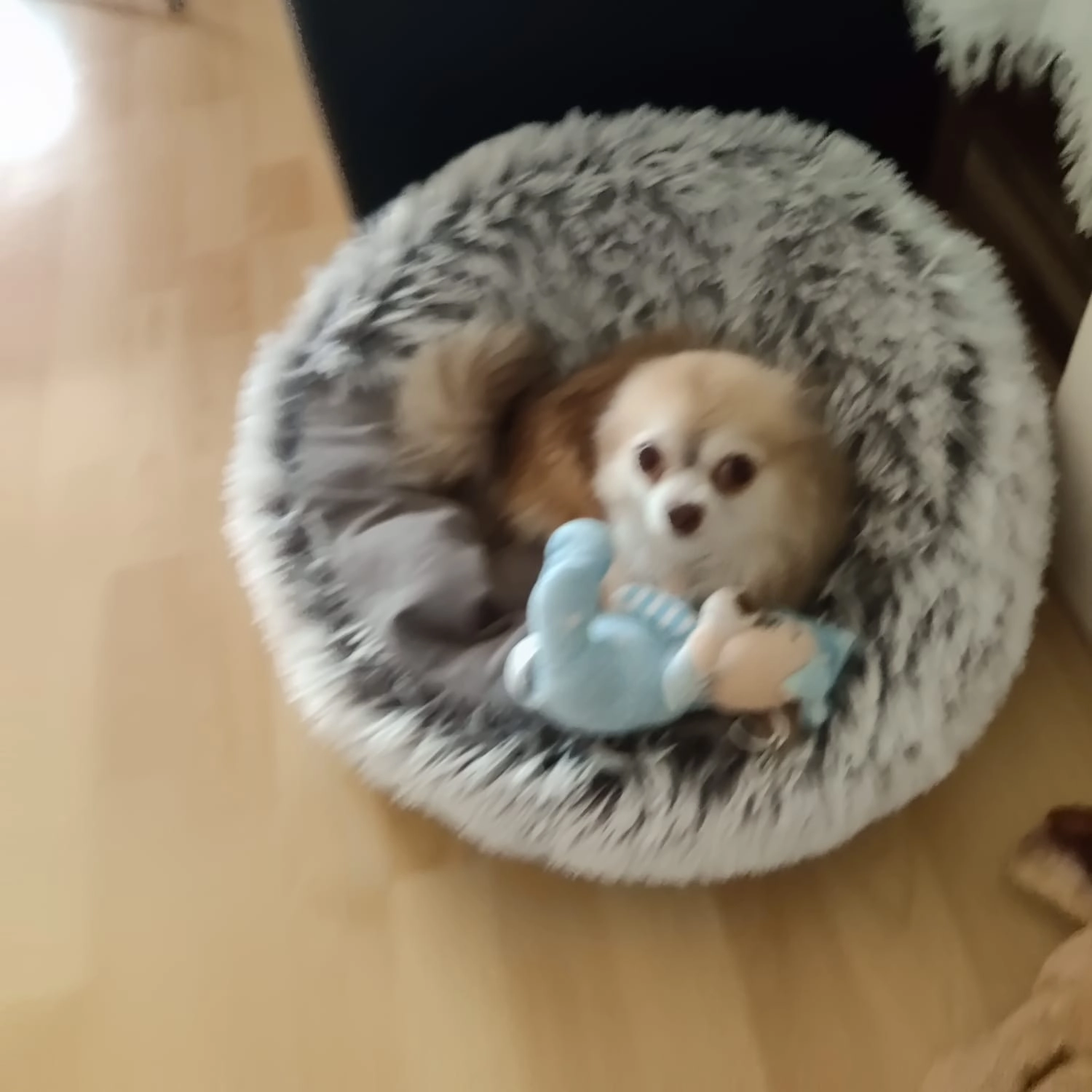 Gismo  - Hirschengasse, Wien