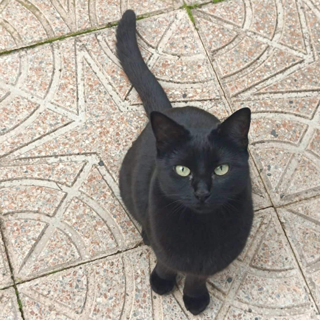 Talis - Calle del Manzano 7, El Álamo