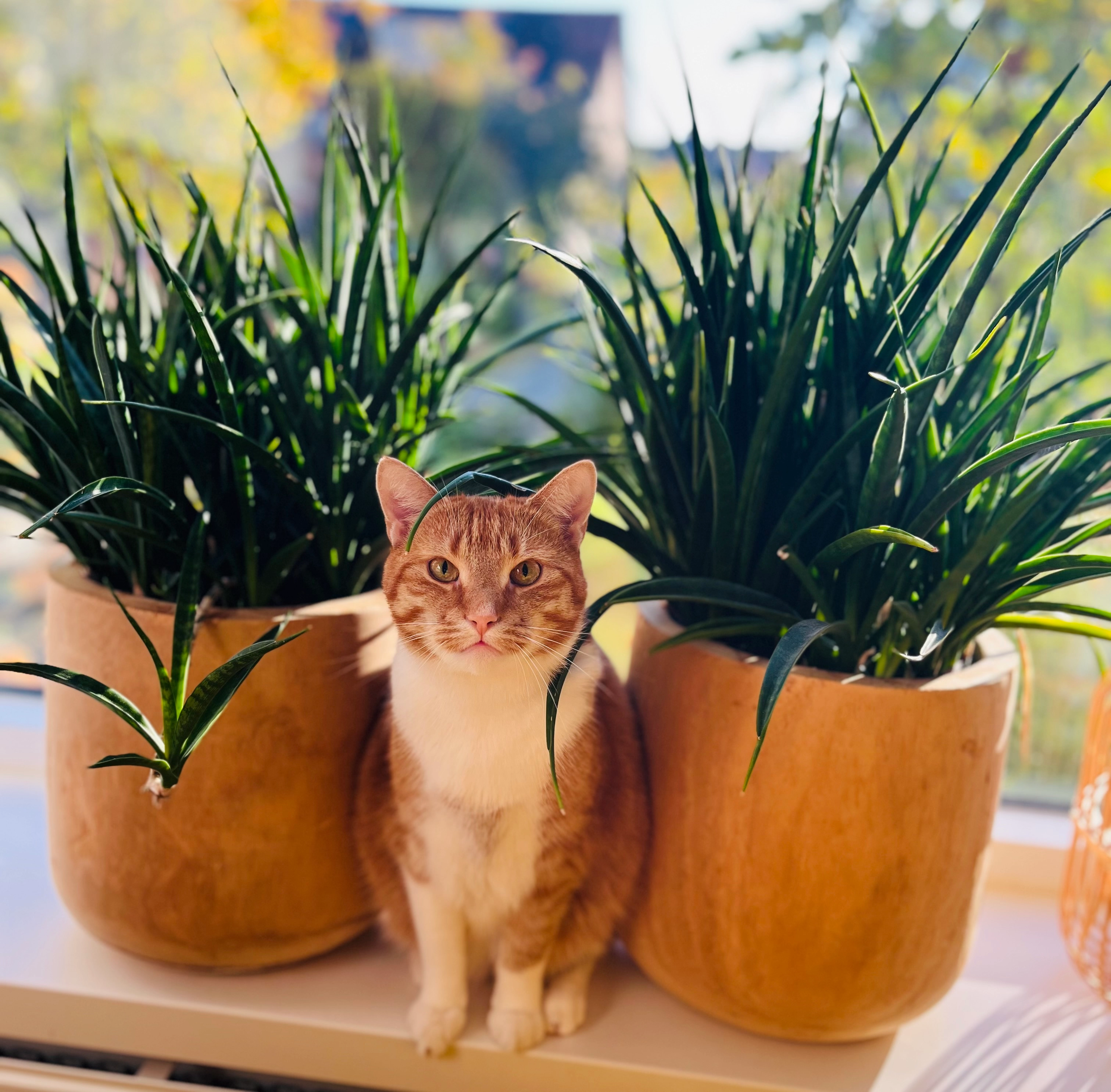 David  - Kalmoes, Nieuwleusen