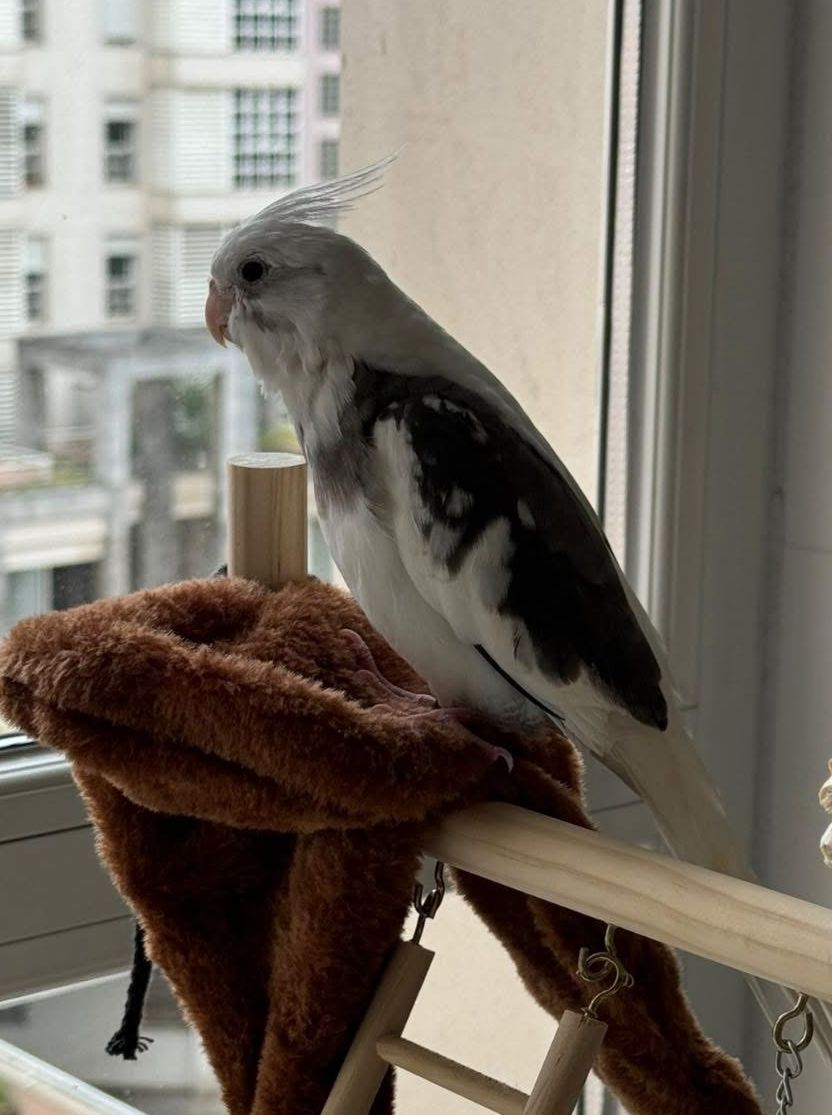 Kiko - Rua Engenheiro Fernando Vicente Mendes, Lisboa