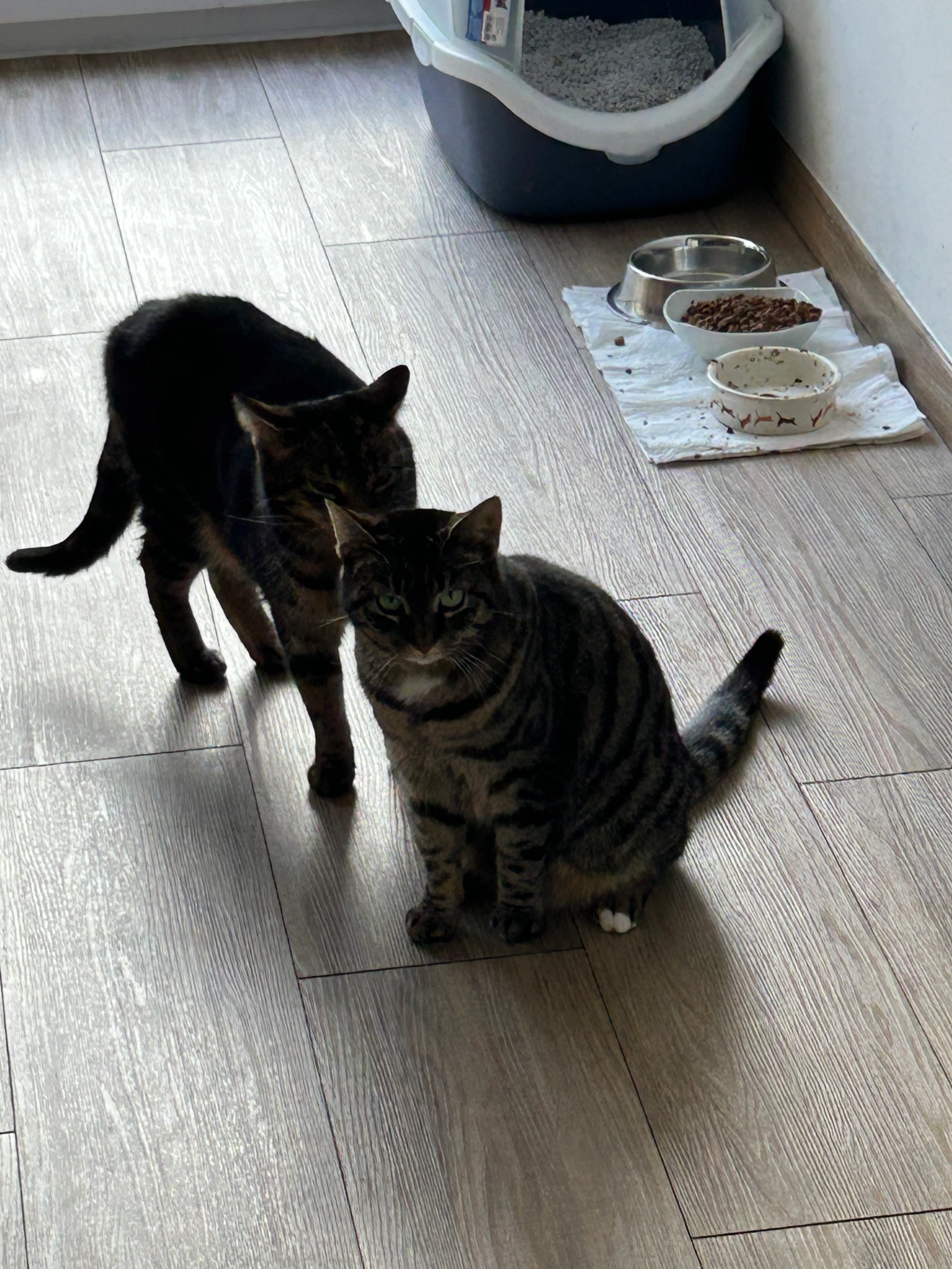 Mia - Meyerstraße, Weyhe