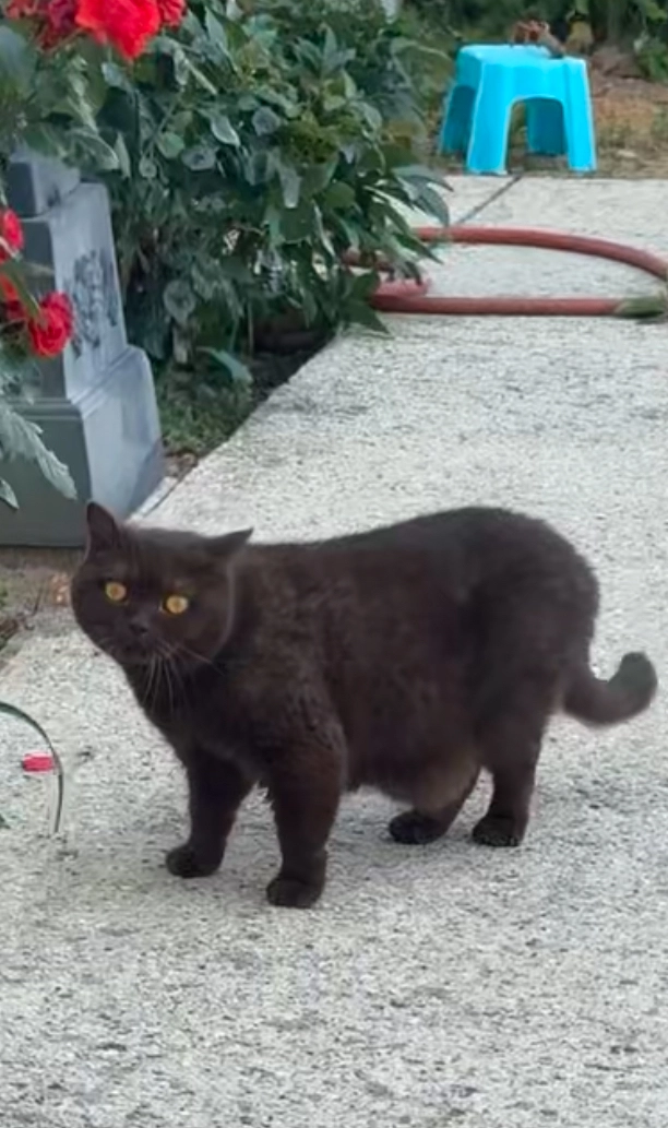 Lili - 1033 Rue du Château, Mouroux