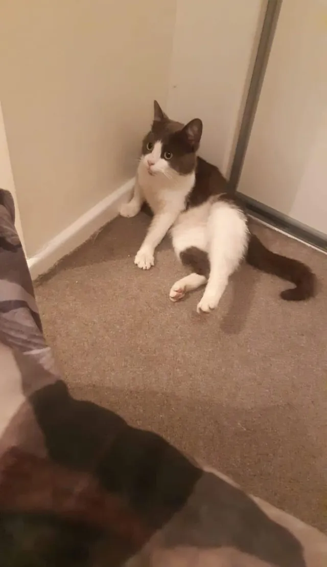 Louie - Jeremy Lane, Heckmondwike