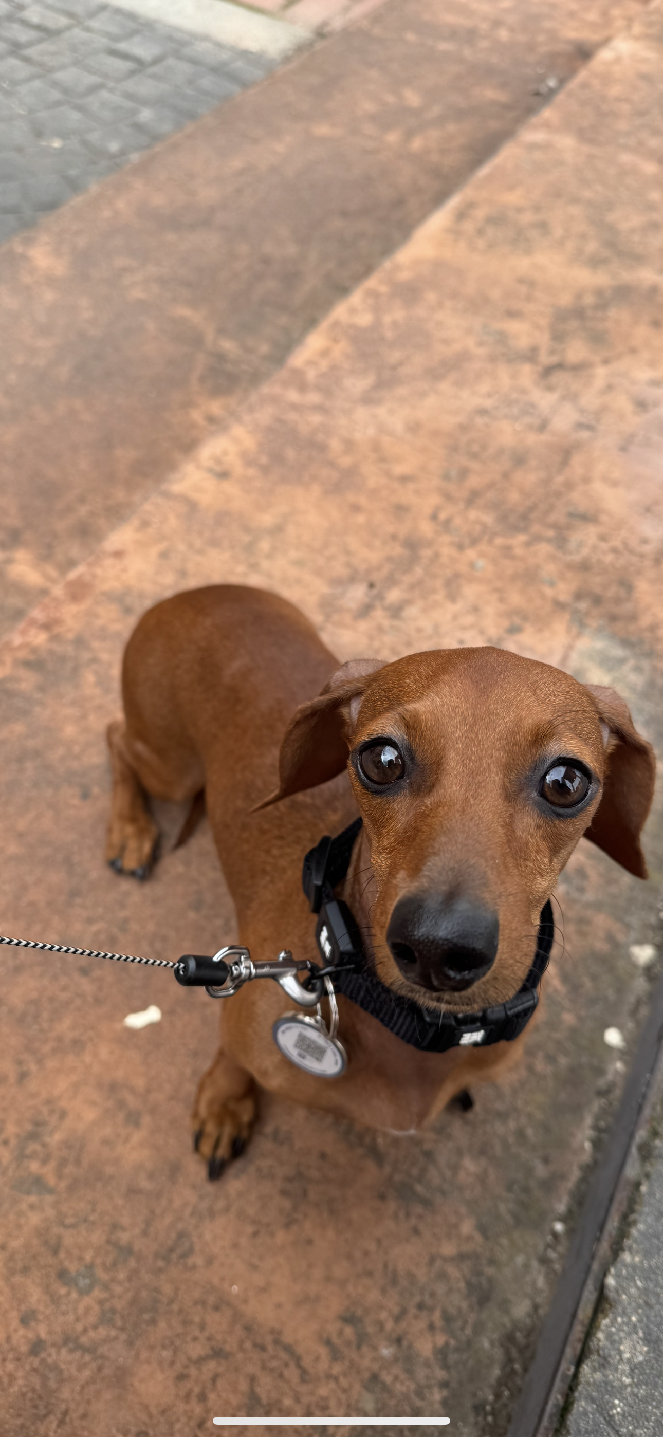 Nena - Calle De Fernando Iii, Villaviciosa de Odón