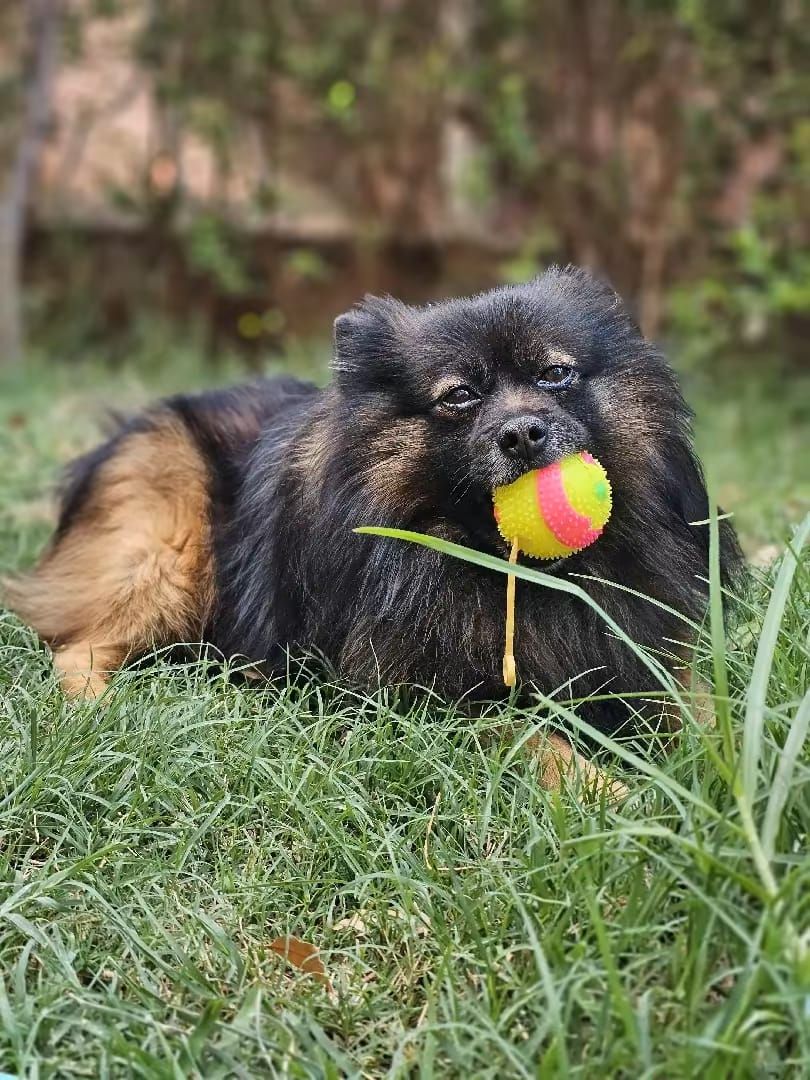 Rocky  - Anza, Agadir