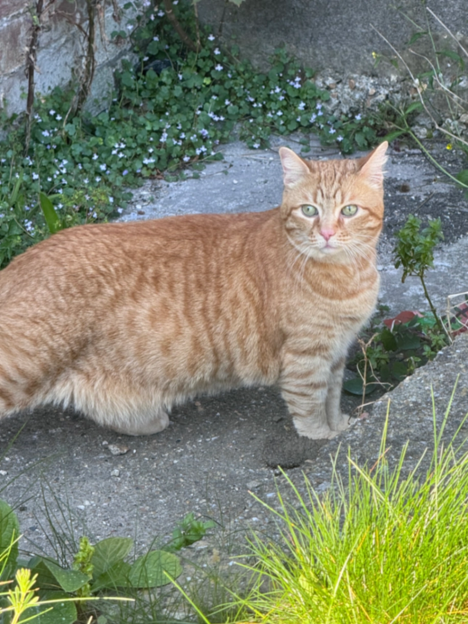 Chester - Waverley Road, Southsea