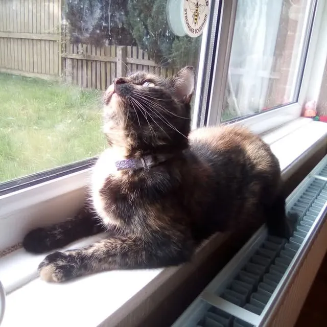 Tigger - Lostock Lane, Bolton