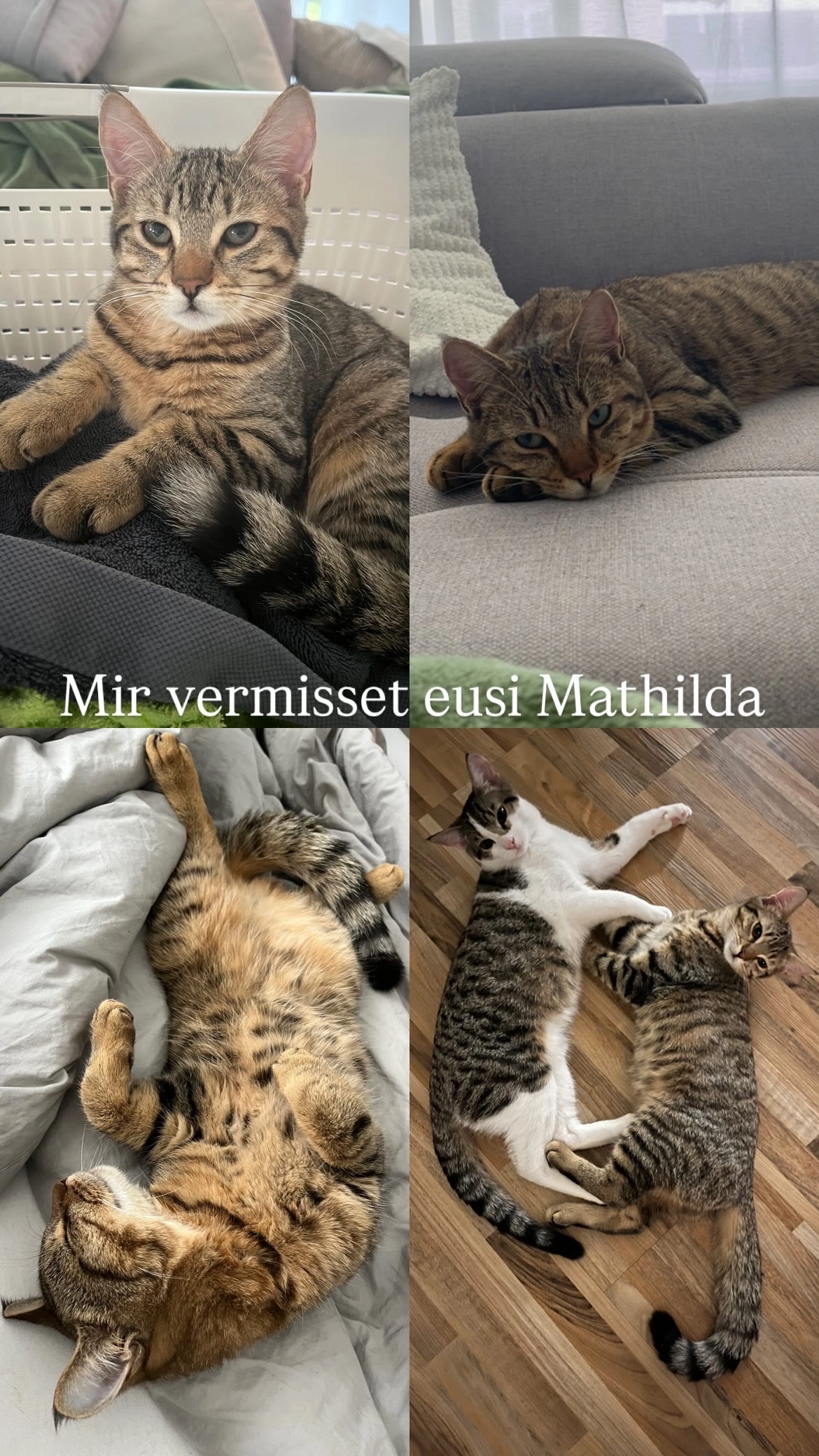 Mathilda - Bachstrasse 12, Buchs AG