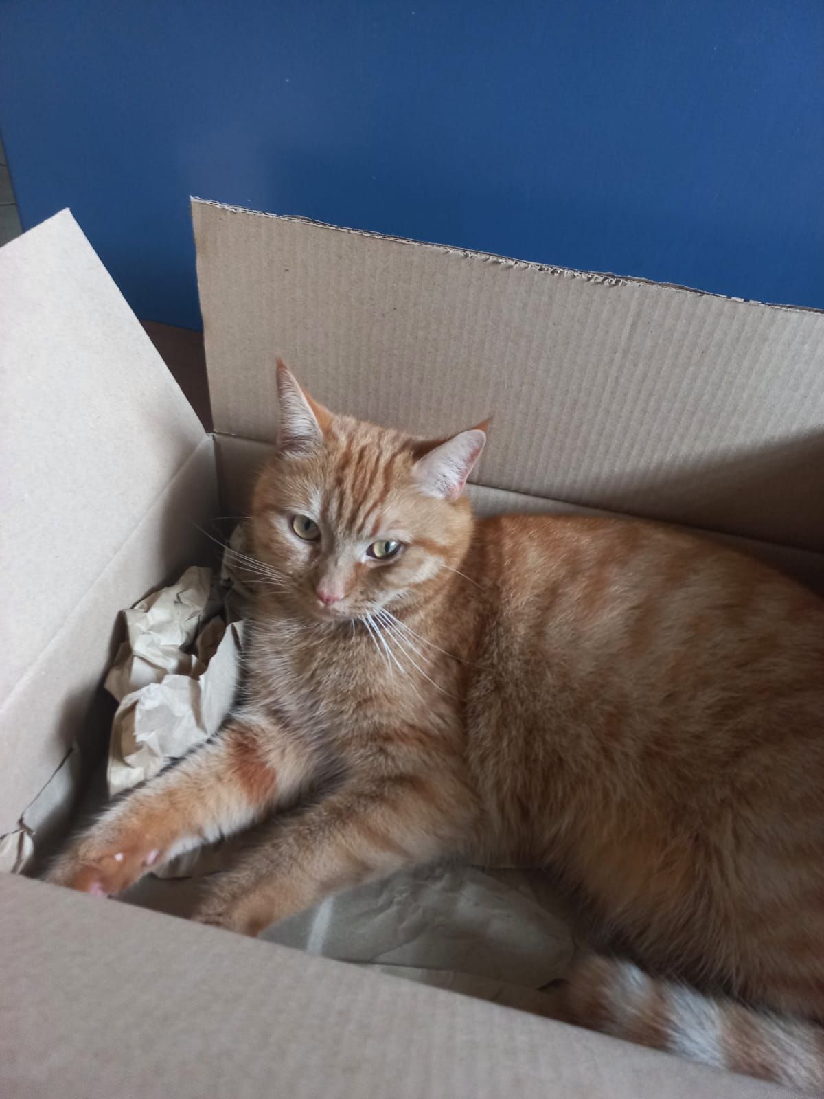 Loki - Paulsstraße, Lieser