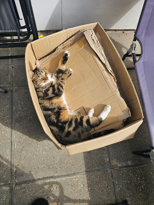 Betsy - Milton Road, Uxbridge