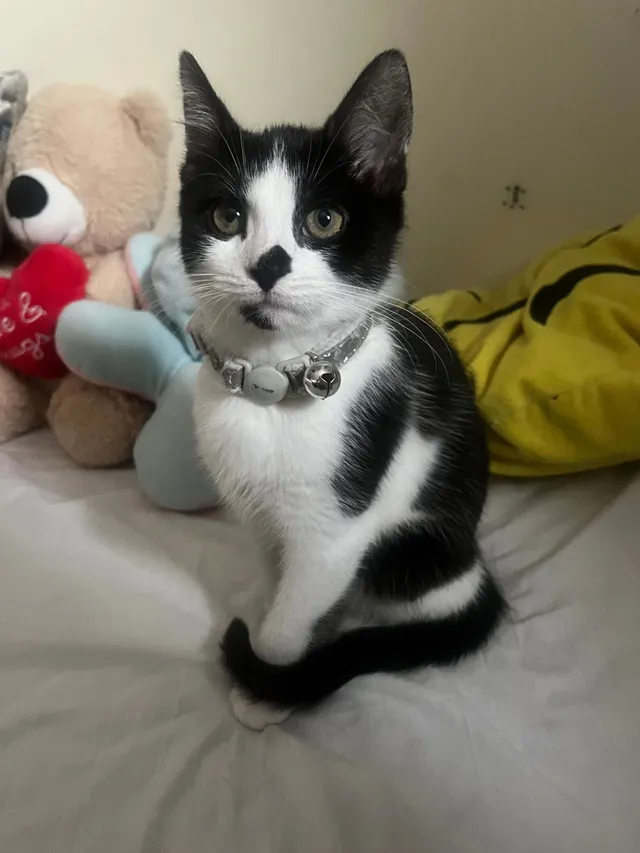 rayah - Appledine Way, Bedford