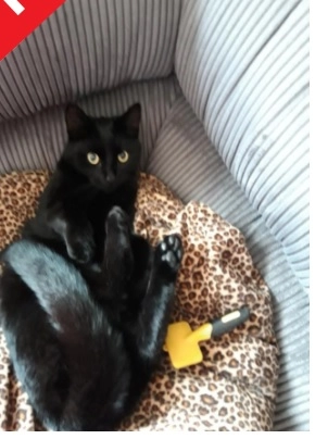 Charlie - De Olmen, Zevenaar