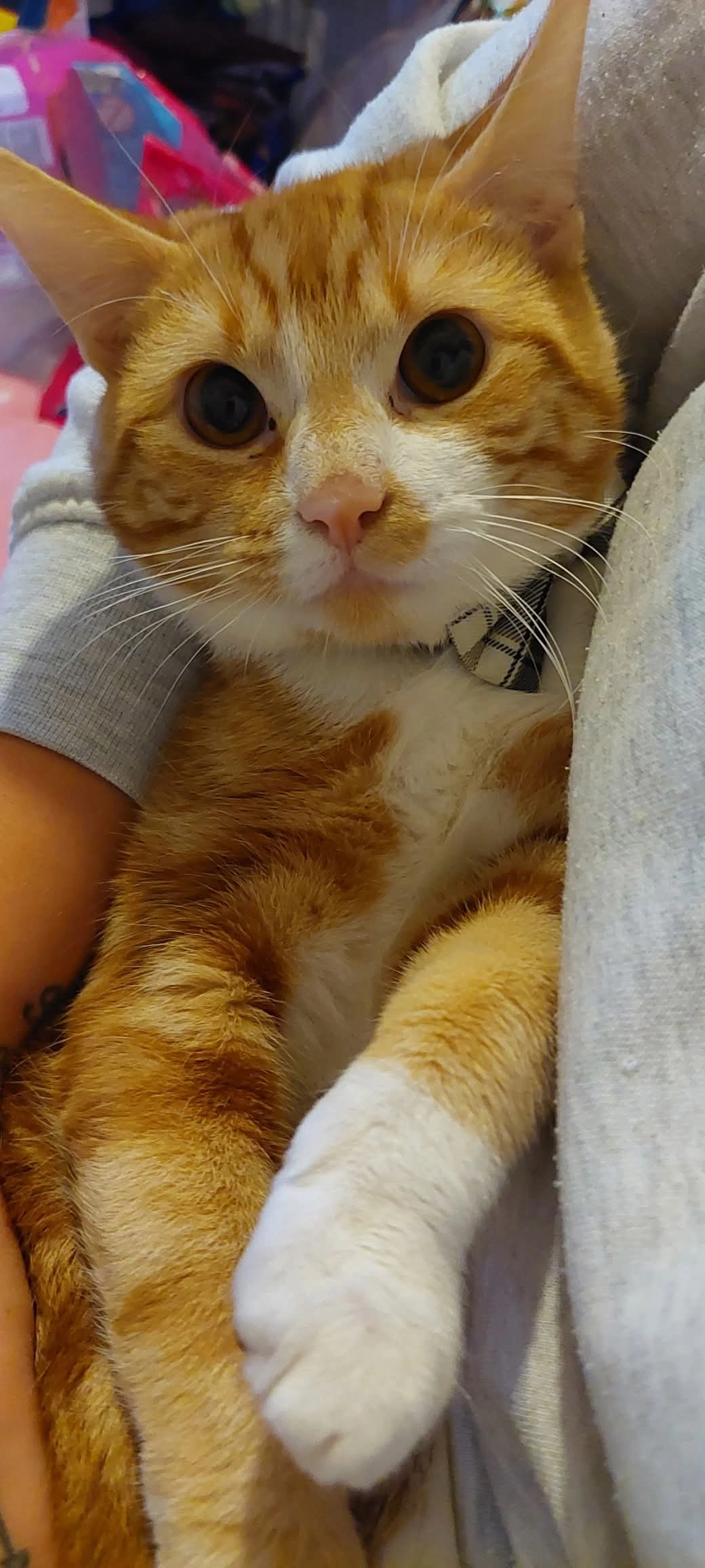 Ginge - Rhyl area. 15 Brighton Road LL183EY, Rhyl