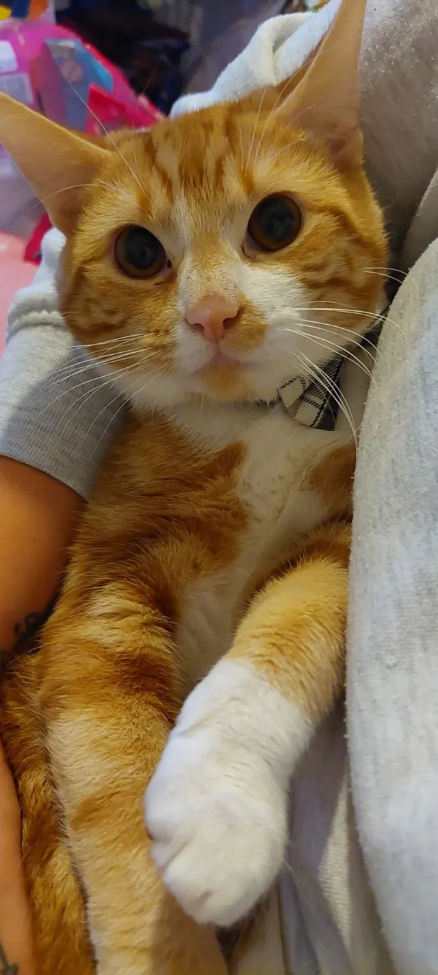 Ginge - Rhyl area. 15 Brighton Road LL183EY, Rhyl
