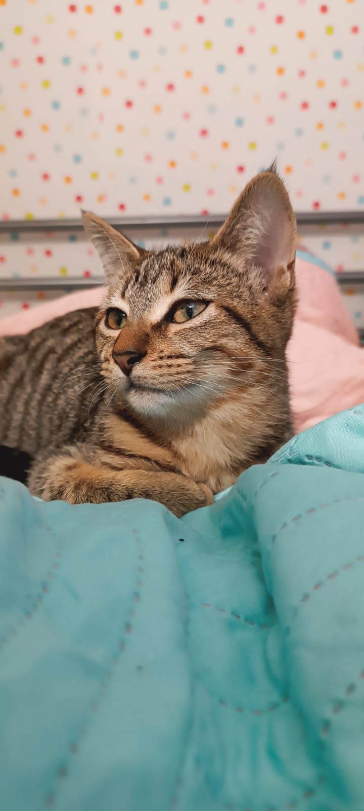 Nala - Calle De Juan De Sagarra, Marbella