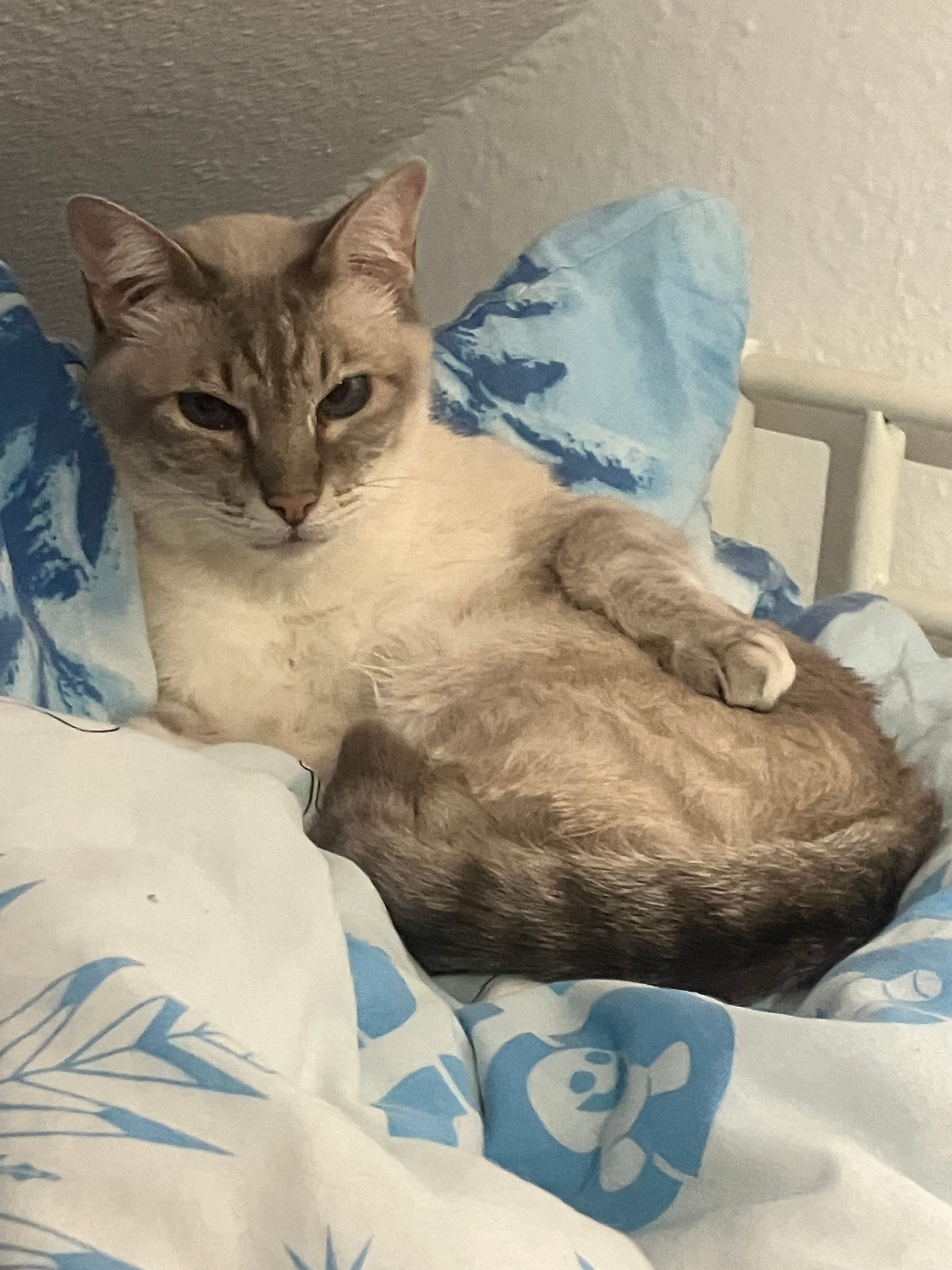 Diego - Rosental, Wurzen