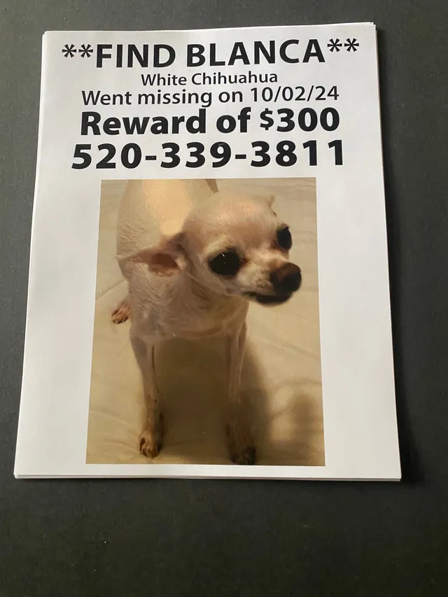 Blanca - 1635 W Roger Rd, Tucson