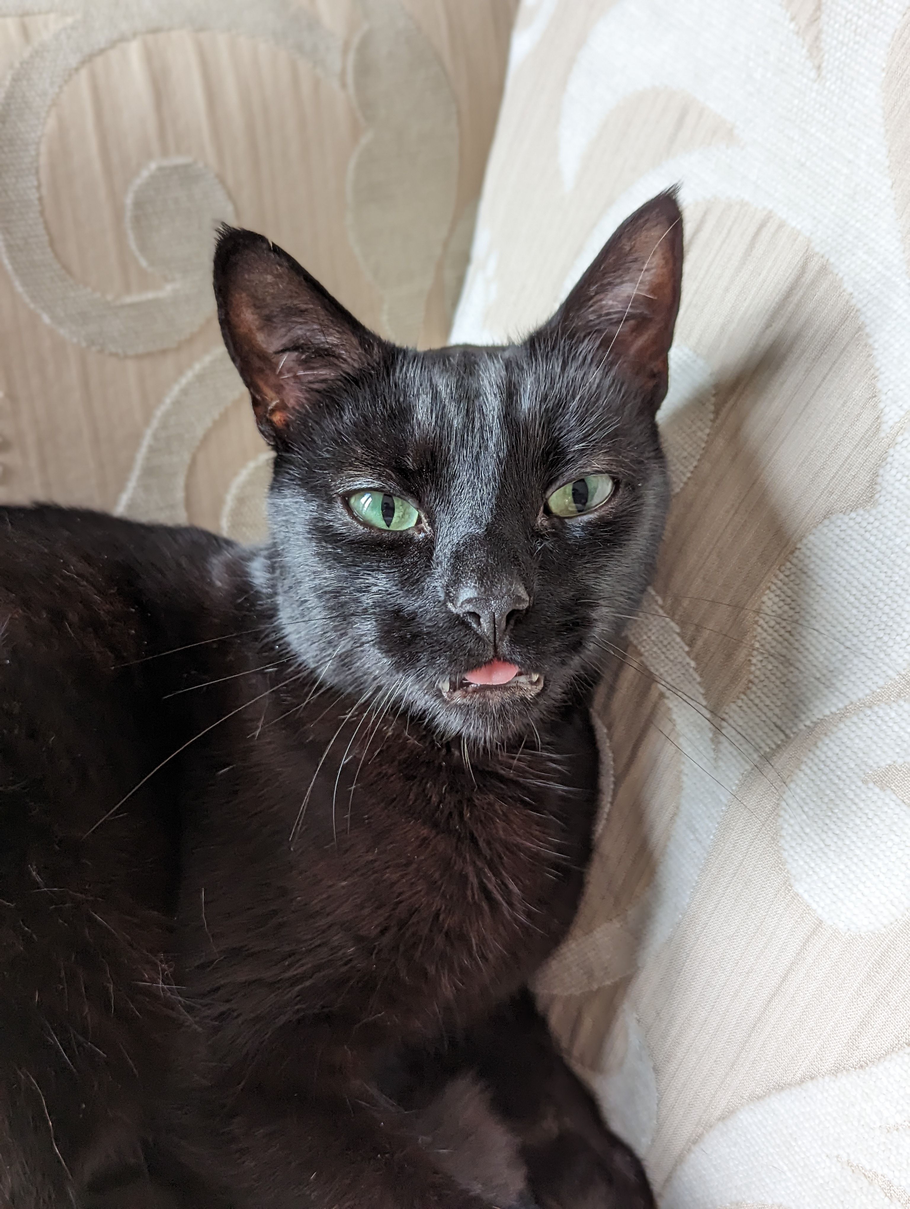 Albus - The Street, Norwich