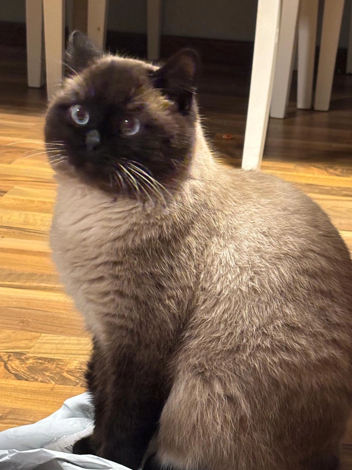 Pasha - Johann-Janssen-Straße, Bremen