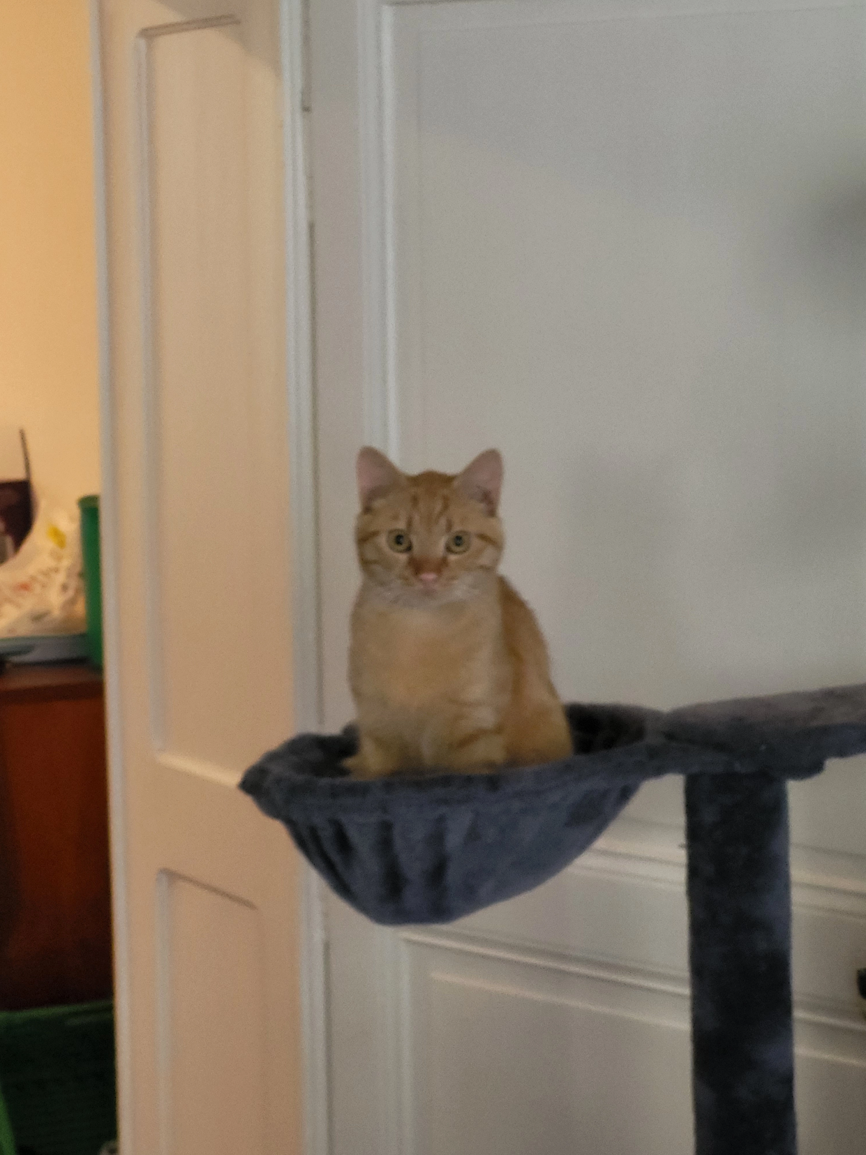 Timon - 7 Rue Camille Cavallier, Auboué