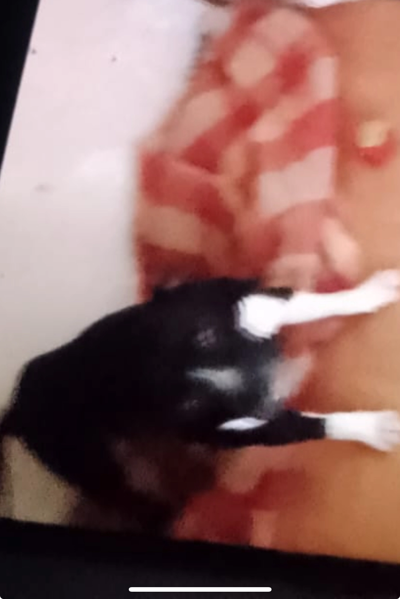 Sharon - 92000, Nanterre