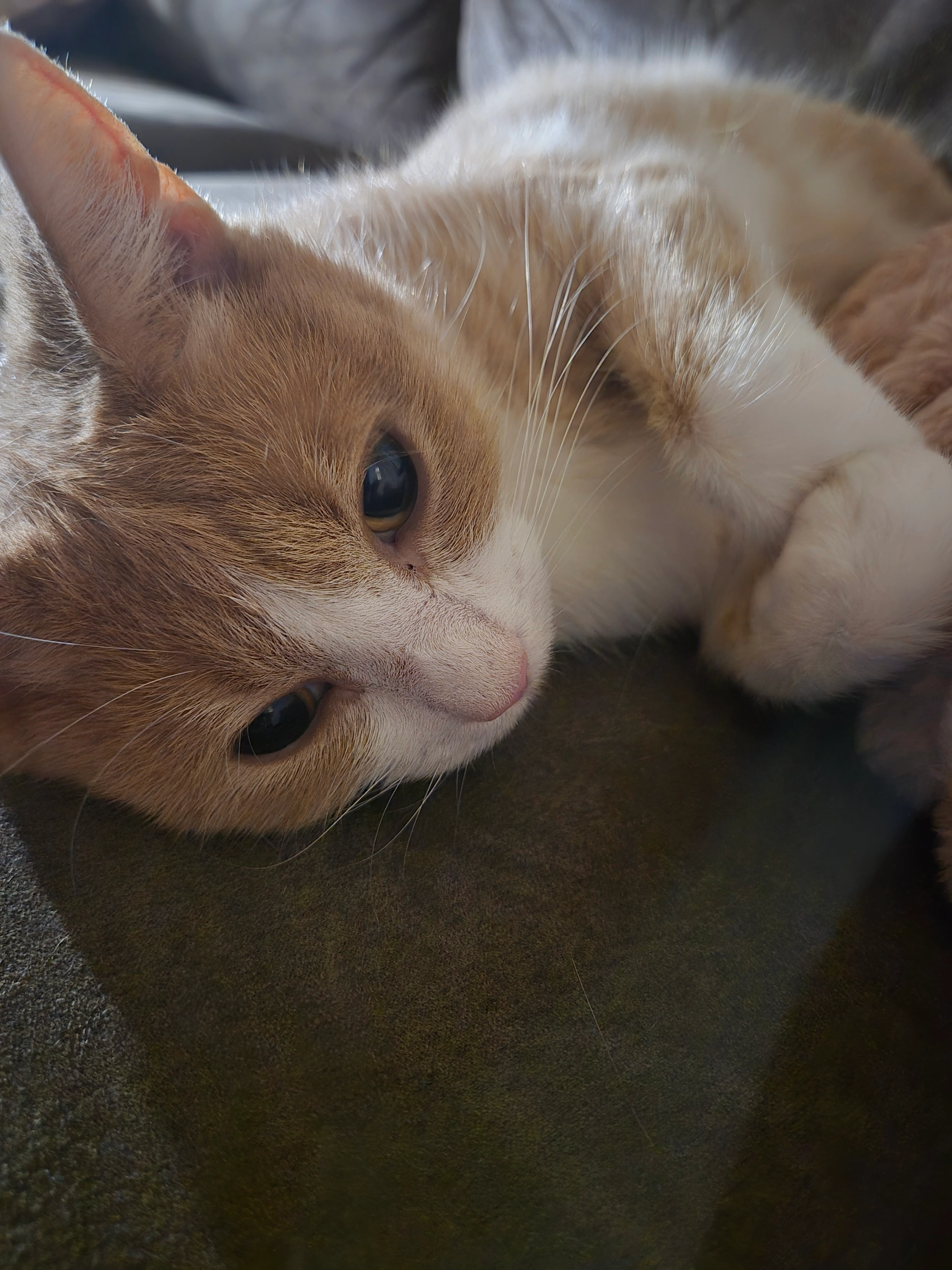 Boomie - Papierschepper, Gennep