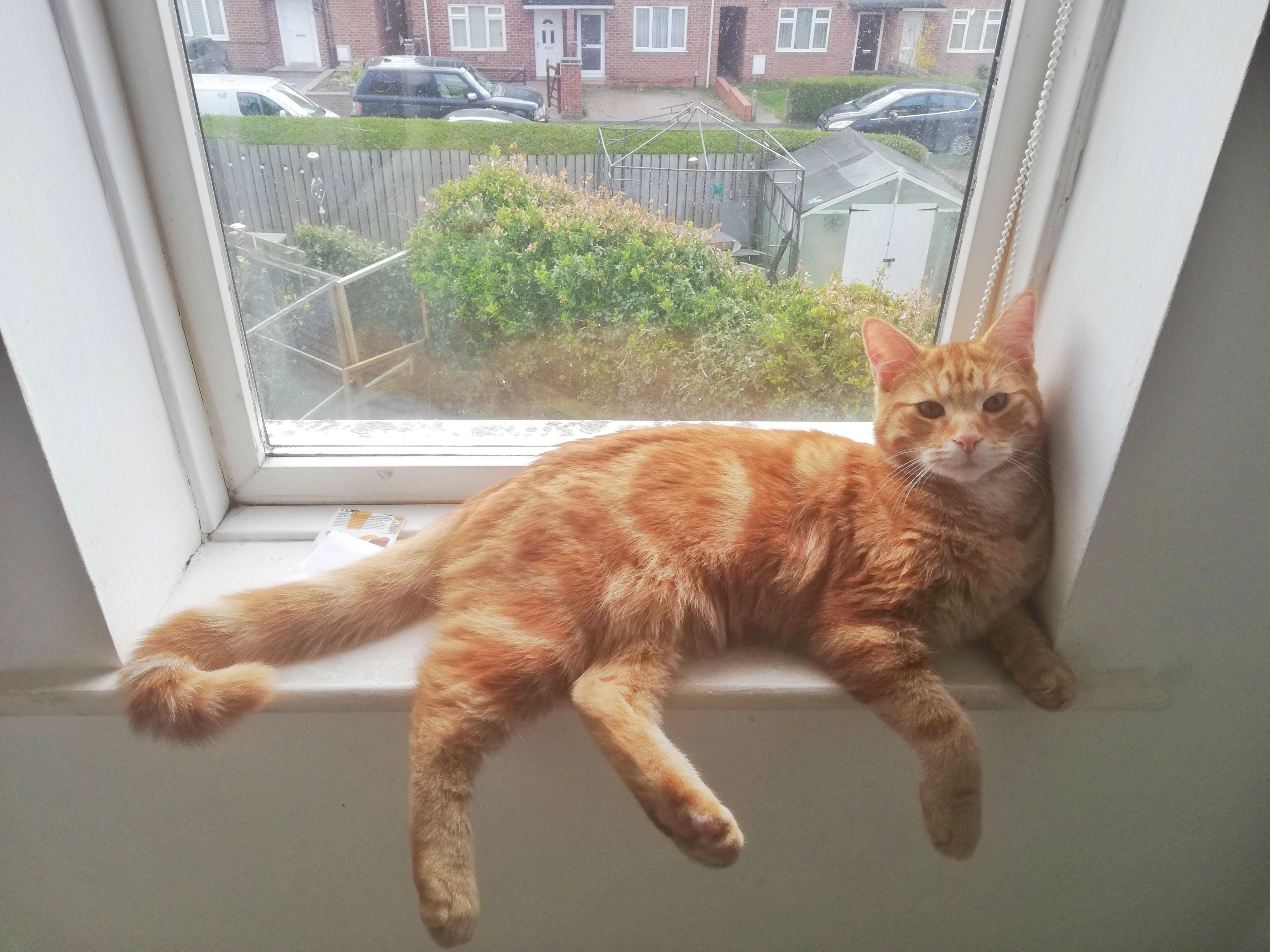 Lupin - Marston Crescent, York