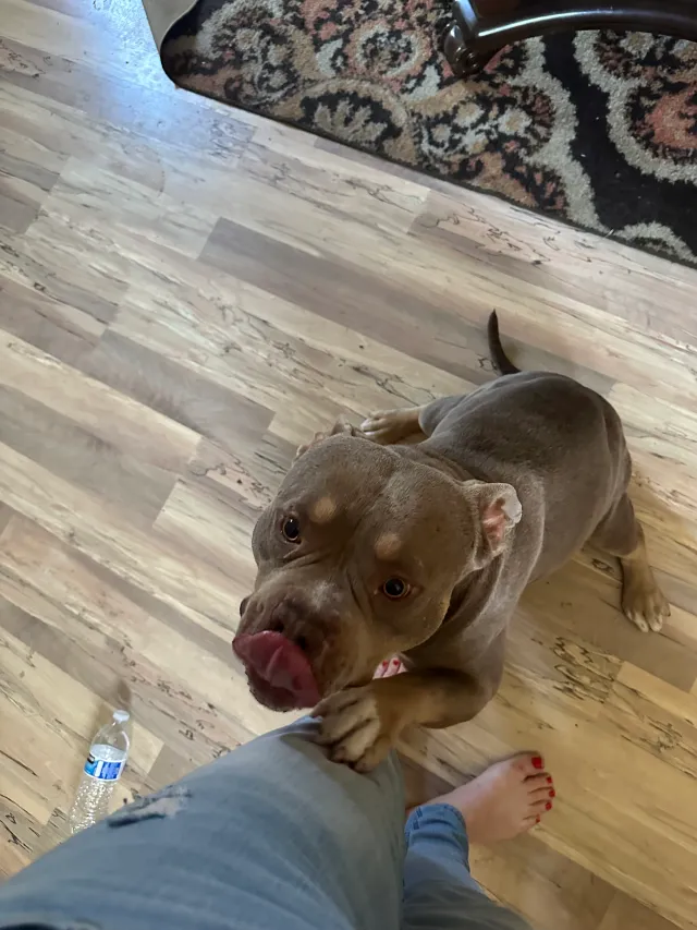 I found a pet - CA-4, Stockton