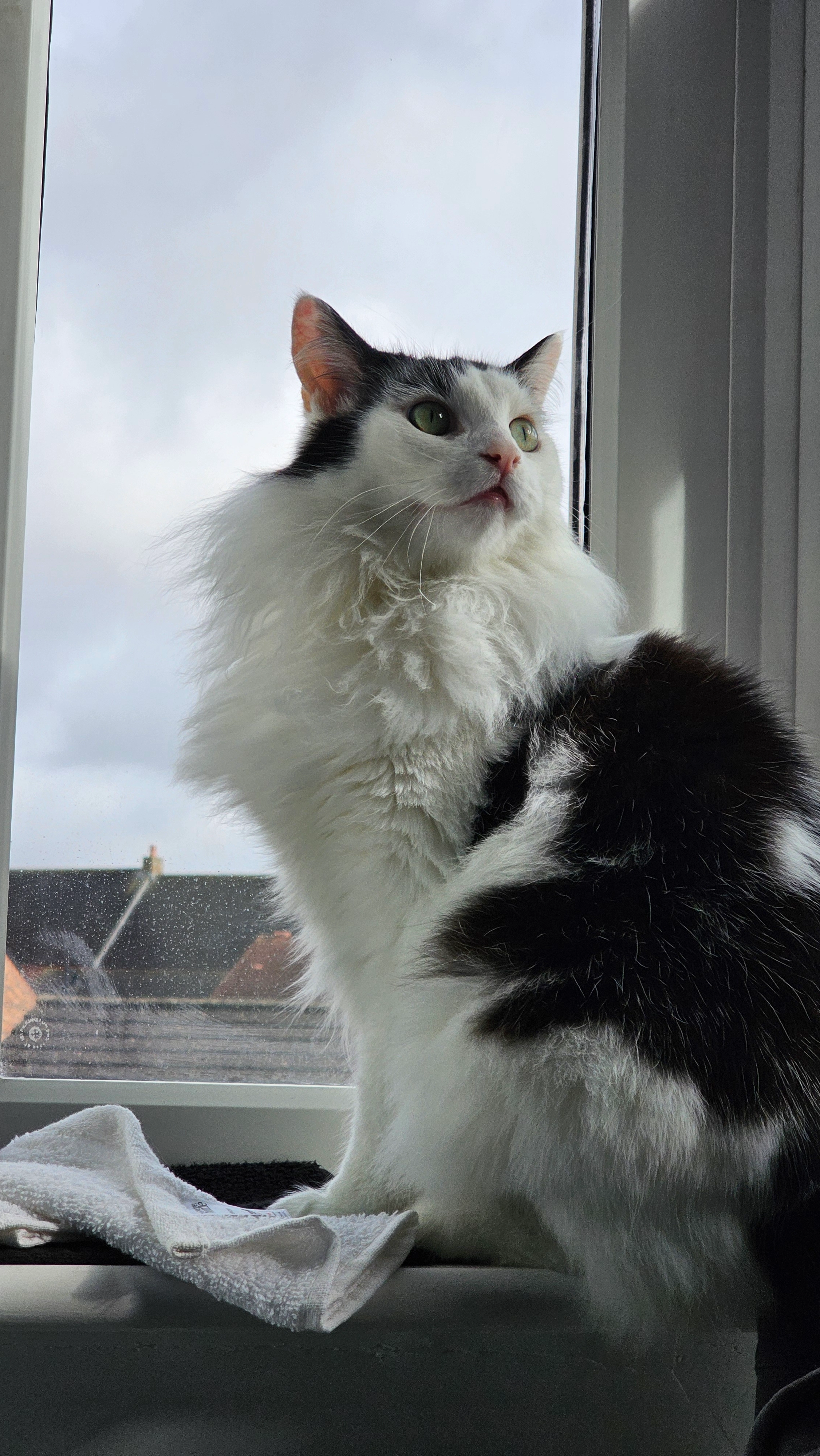 Tear - Barmoor Drive, Newcastle upon Tyne