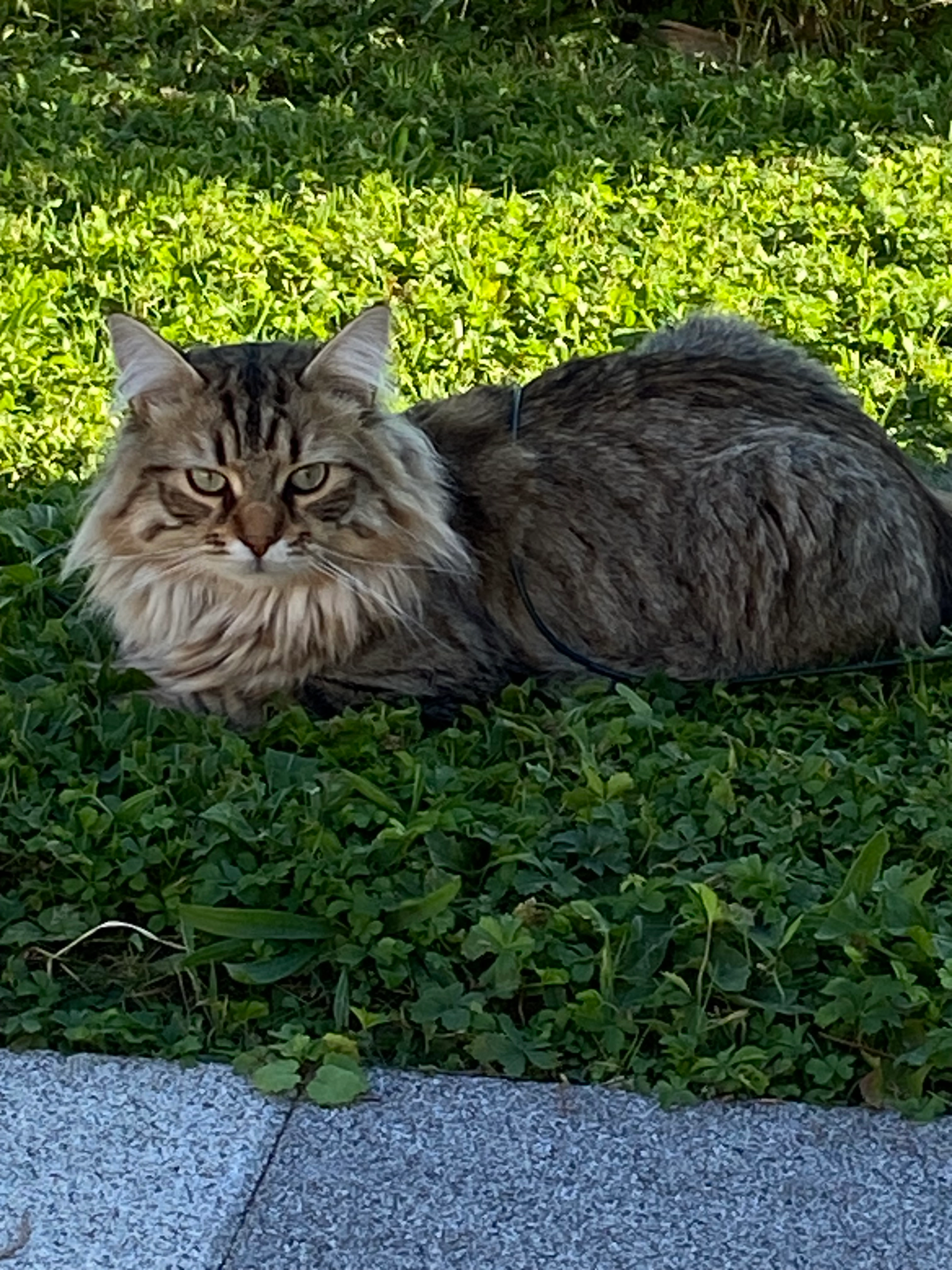 Teddy - 35 Rue du Général de Gaulle, Enchenberg