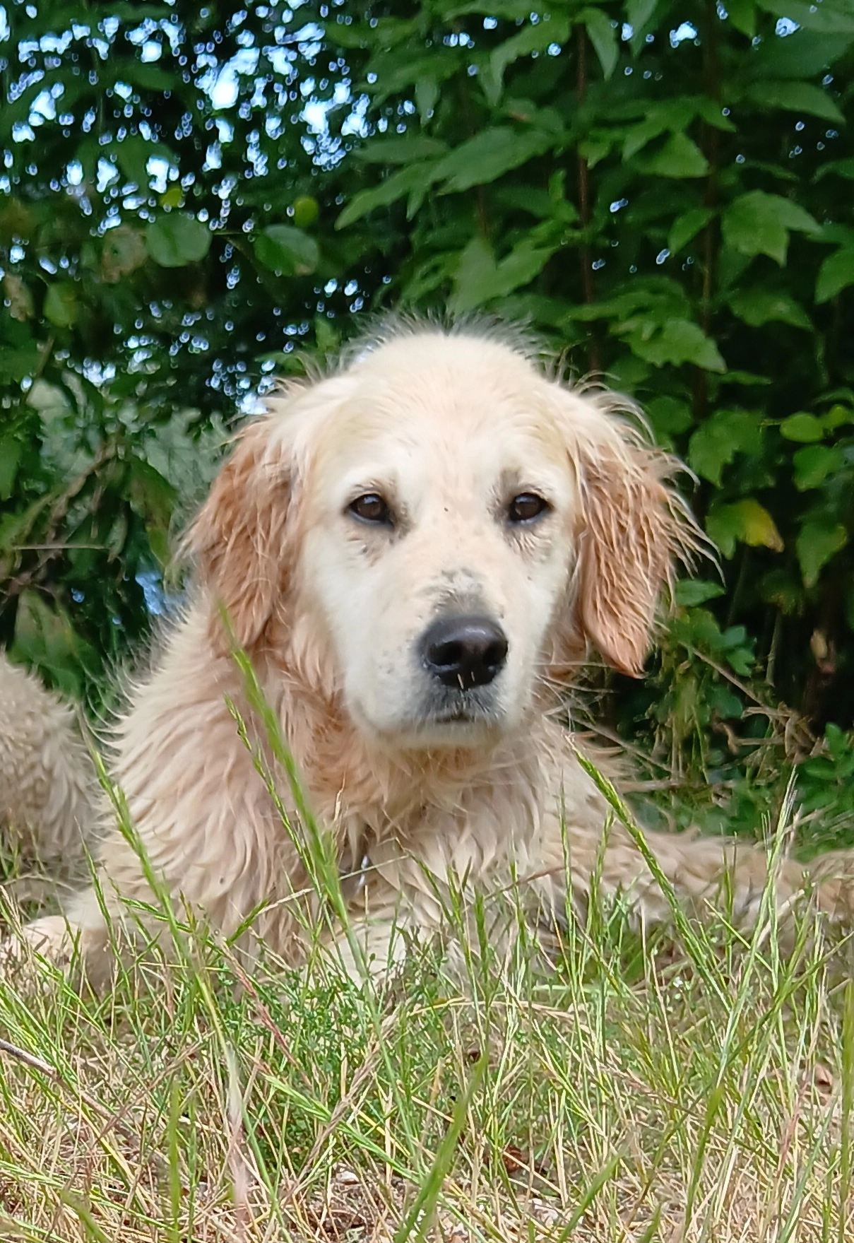 Ruby - 37 Rue des Campanules, Bosroumois