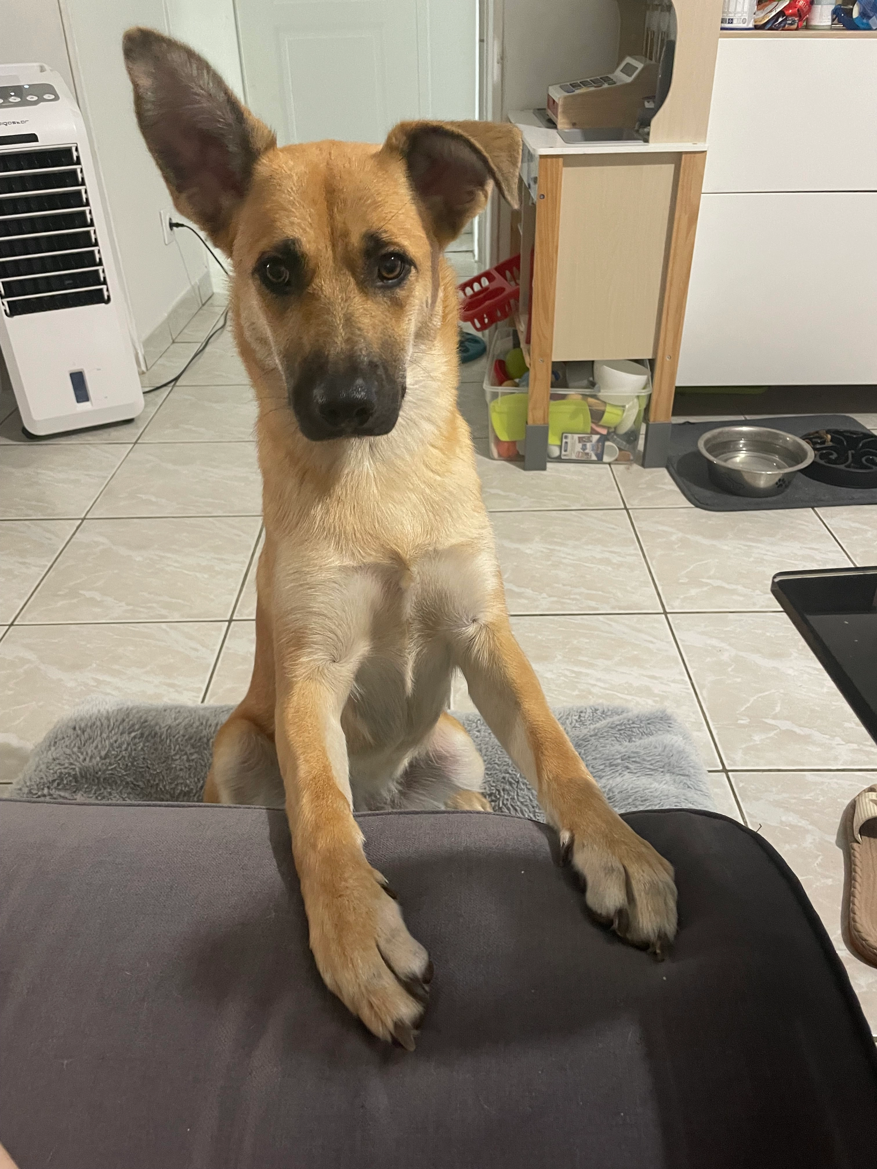 Rukia - Le Castagnet, Coly-Saint-Amand