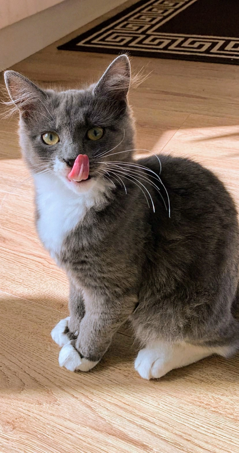 Lila - Mill Terrace, Llandysul