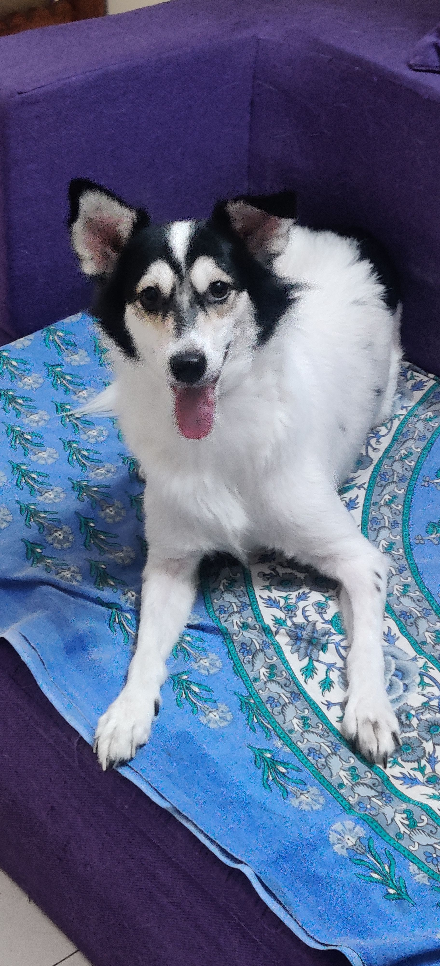 Bunny - Tulsidham Nalpada Road, Manpada