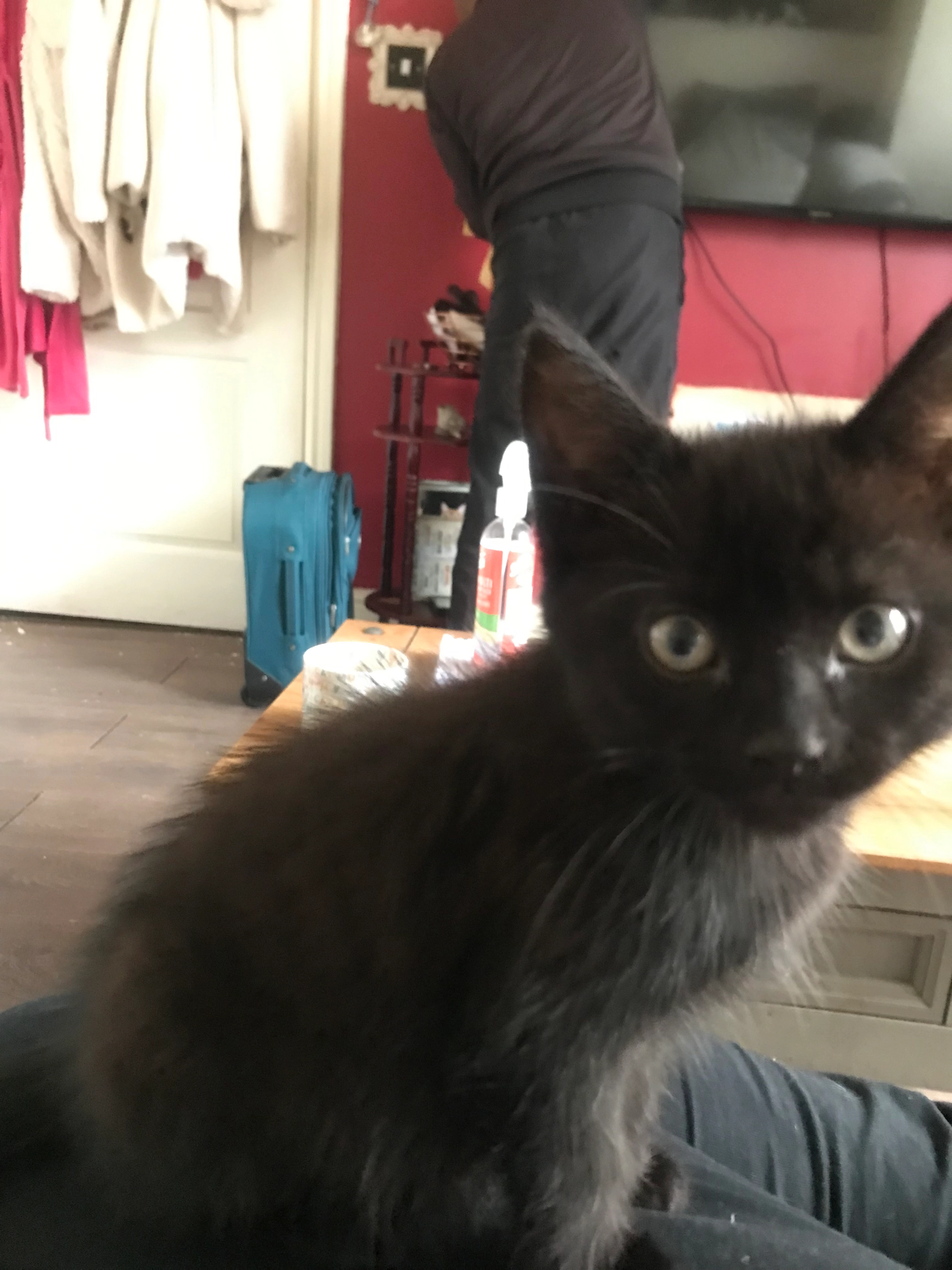 Molly  - 60 Kelso Avenue, Thornton-Cleveleys