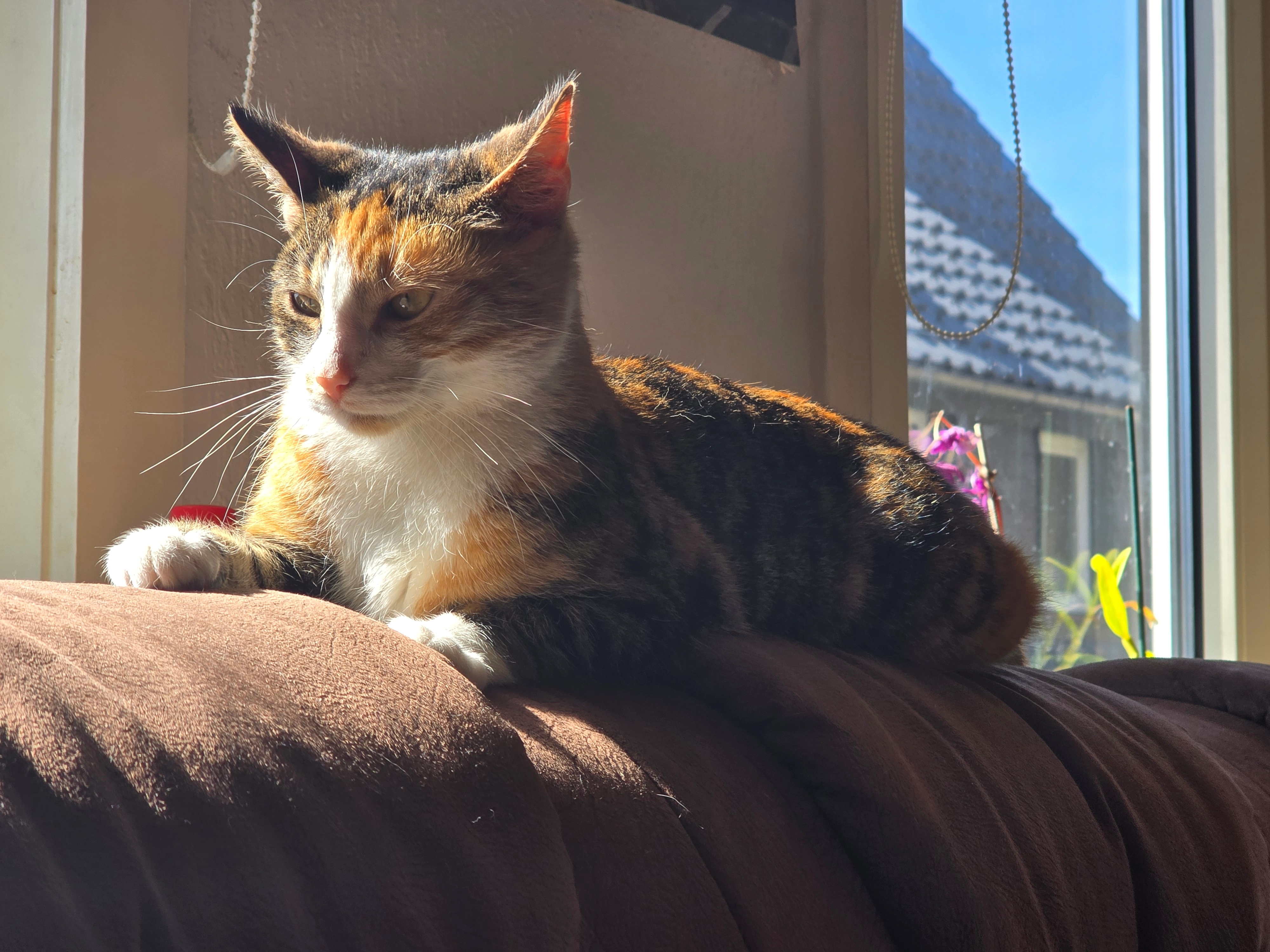 Sternie  - Faktoreigasse, Braunlage