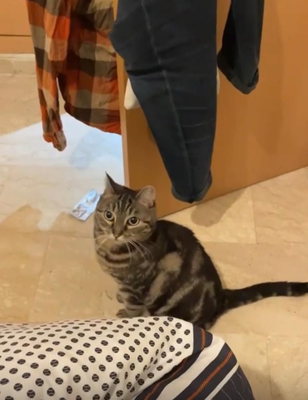 Jasmin - 40, Tassoultante