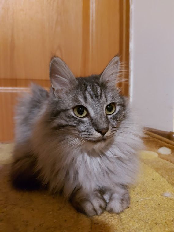 Bars - Vadkert Utca, Sárvár