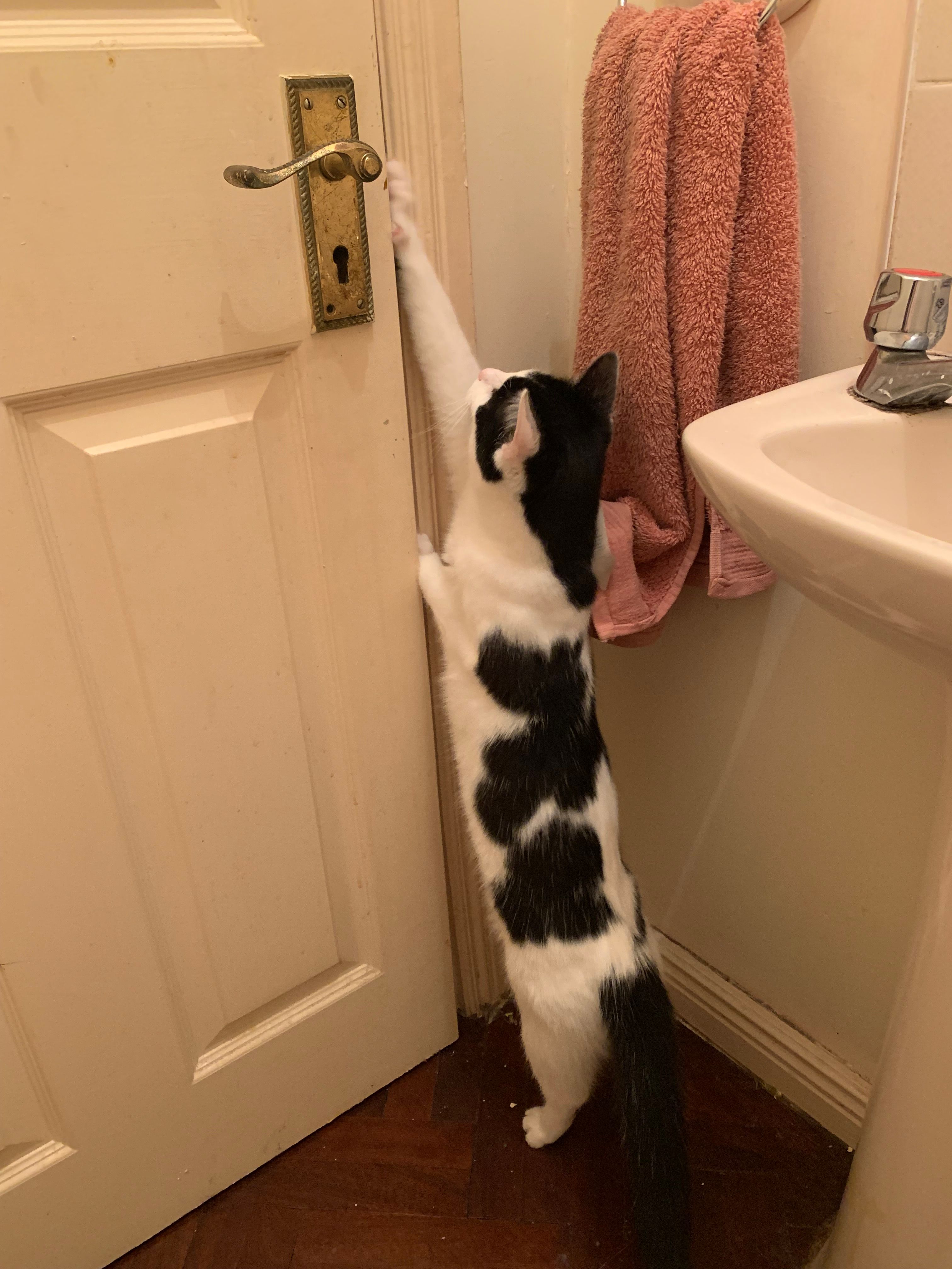 Luna  - Abbeycourt, Limerick