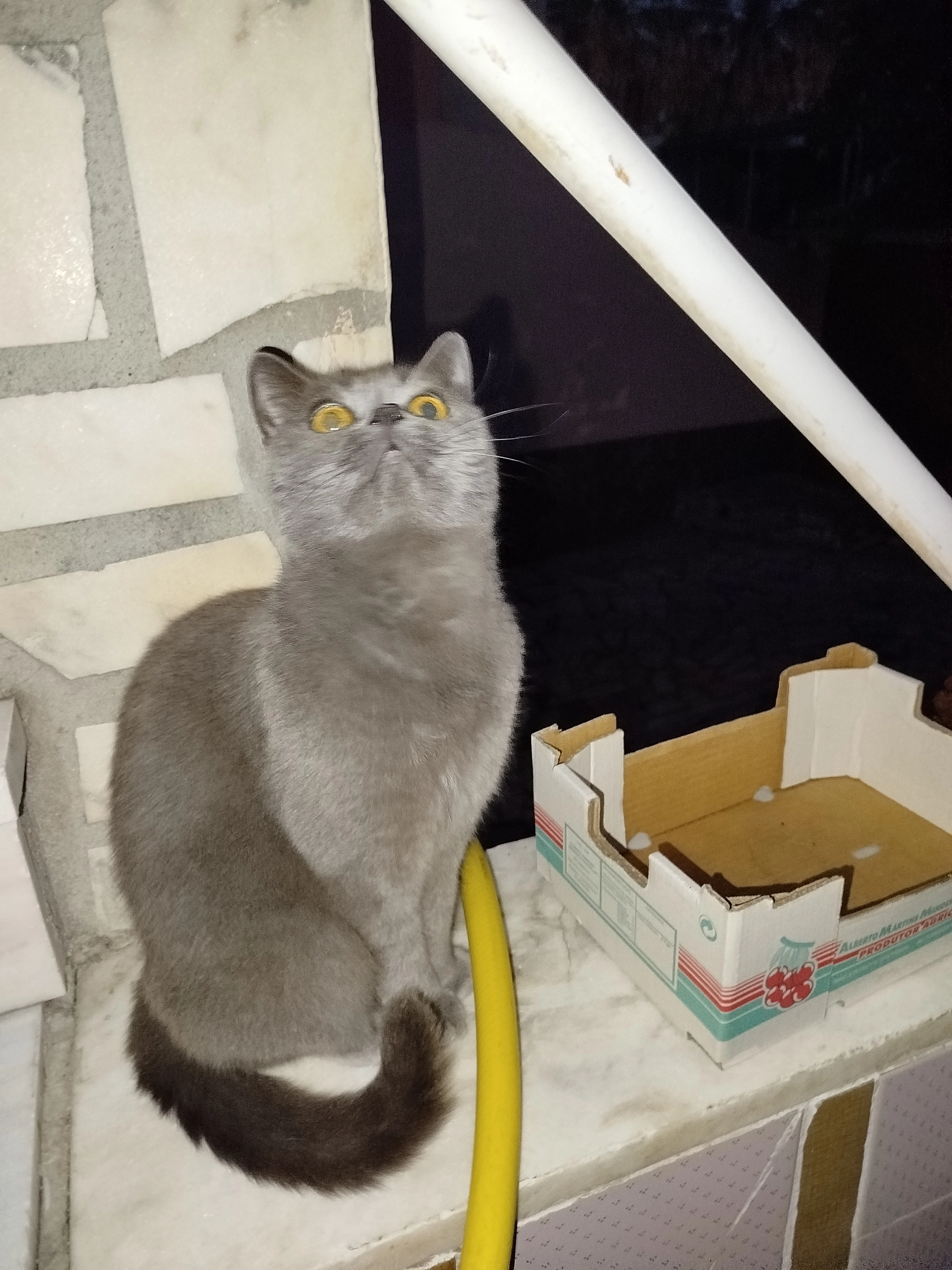 Nora - Rua Dos Melros, Setúbal