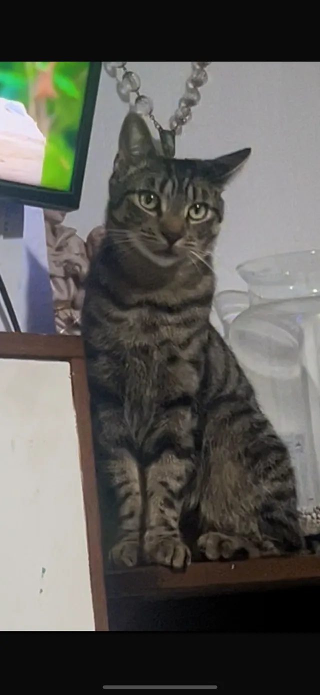 Simba - Denham Road, Uxbridge