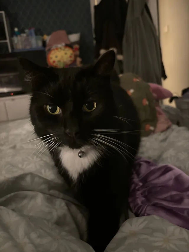Lenny - Newton Road, Milton Keynes