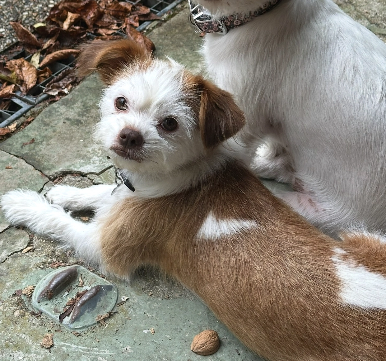 Kina - Rue Émile Cossonneau, Neuilly-Plaisance